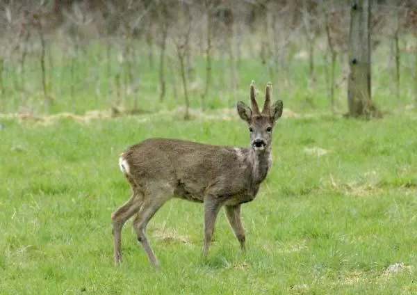 Animals in Veenemaat