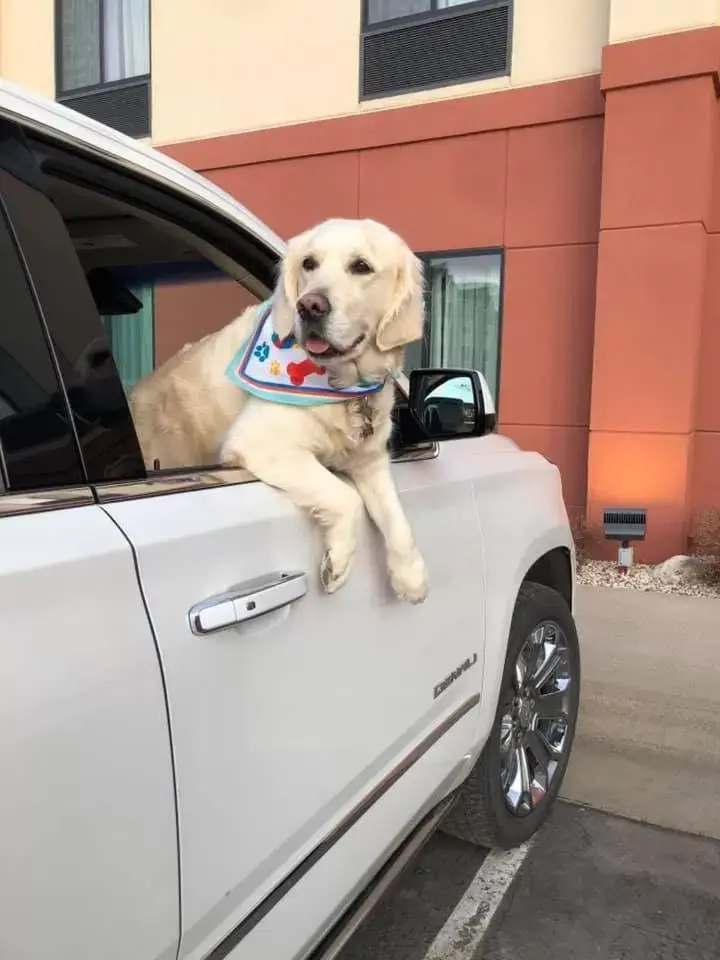 Pets in Comfort Inn & Suites Rapid City near Mt Rushmore