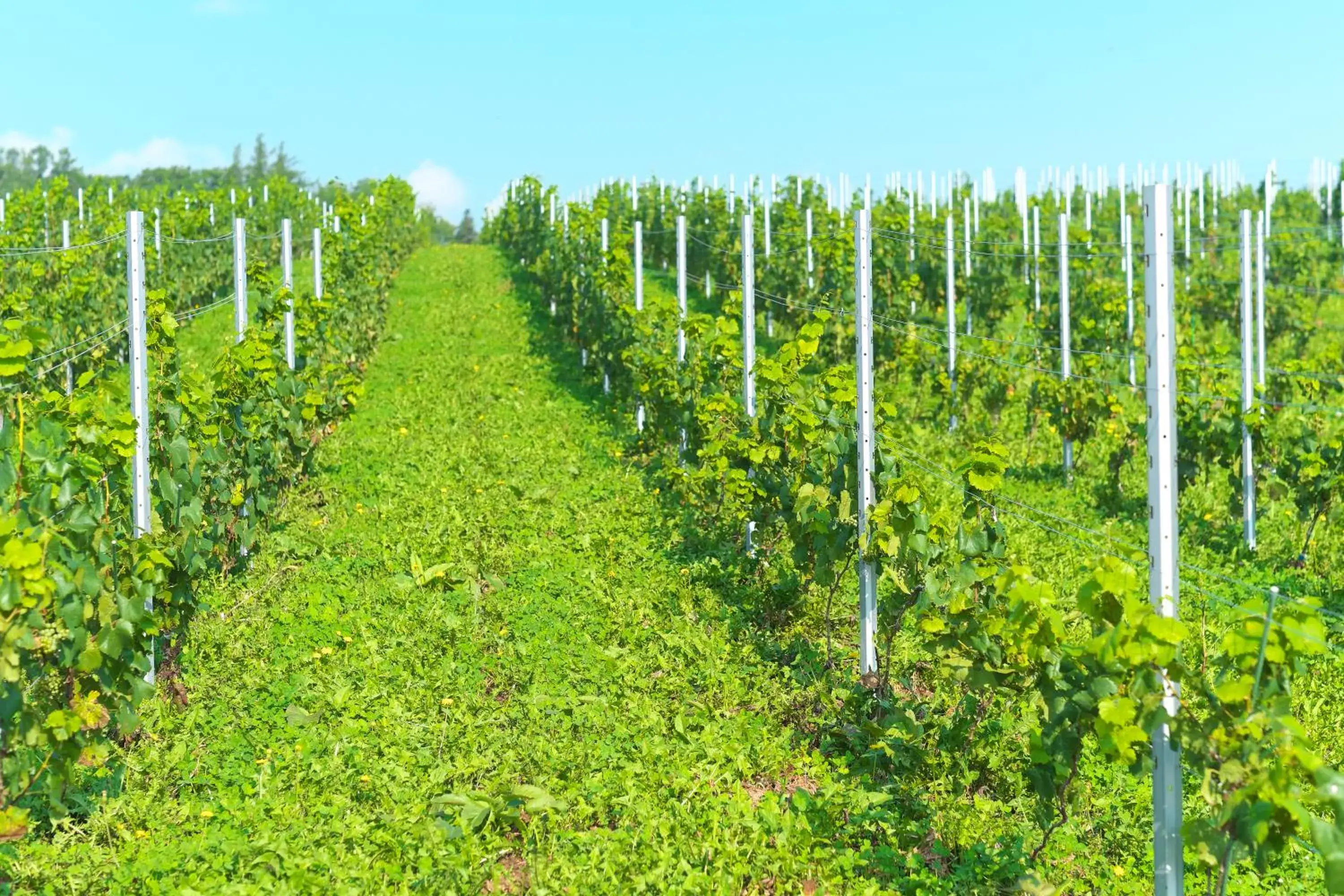 Nearby landmark, Natural Landscape in Winery Hotel and Condominium HITOHANA