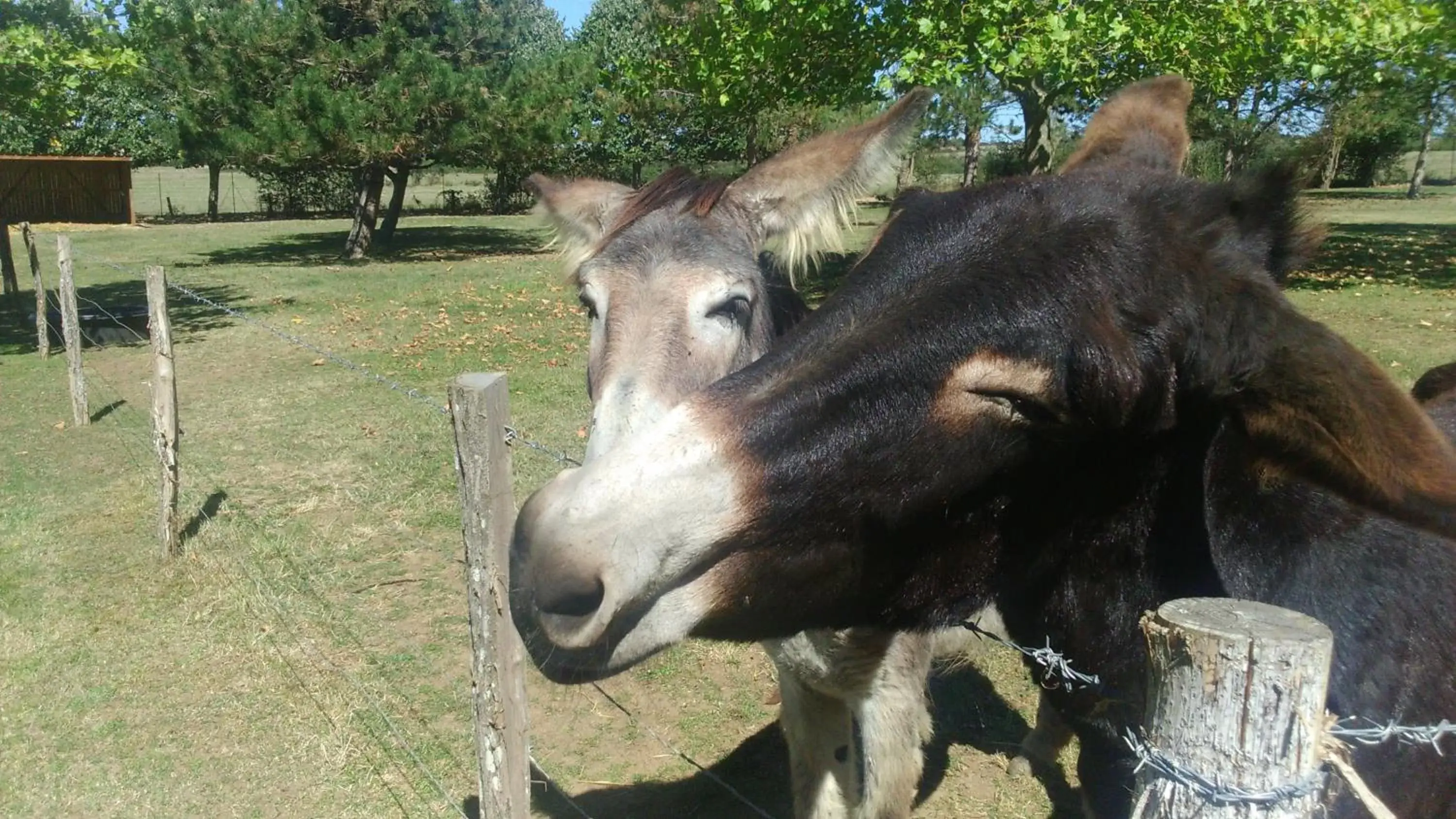 Animals, Other Animals in Hotel Le Paddock