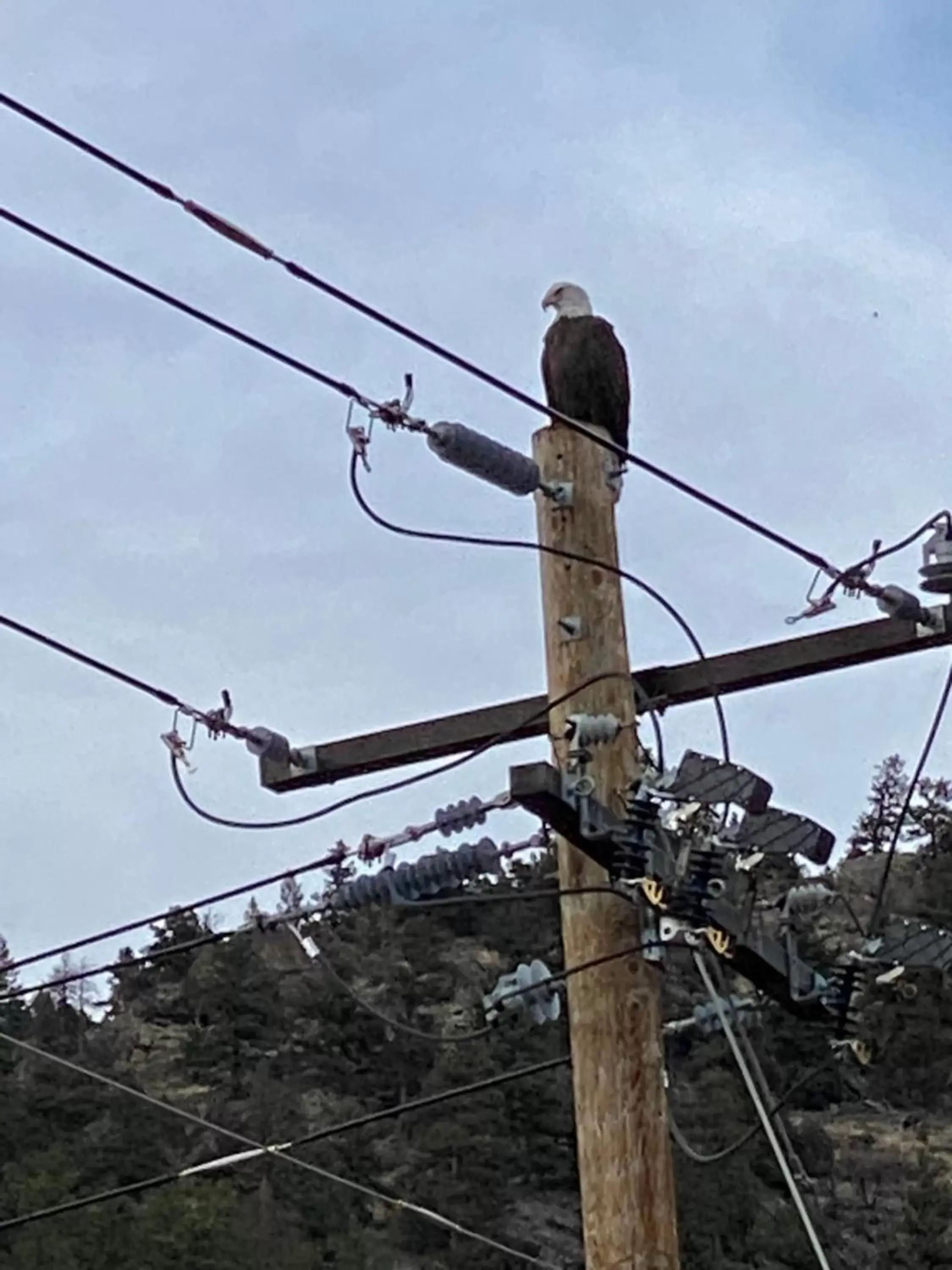 Animals in Inn of Glen Haven