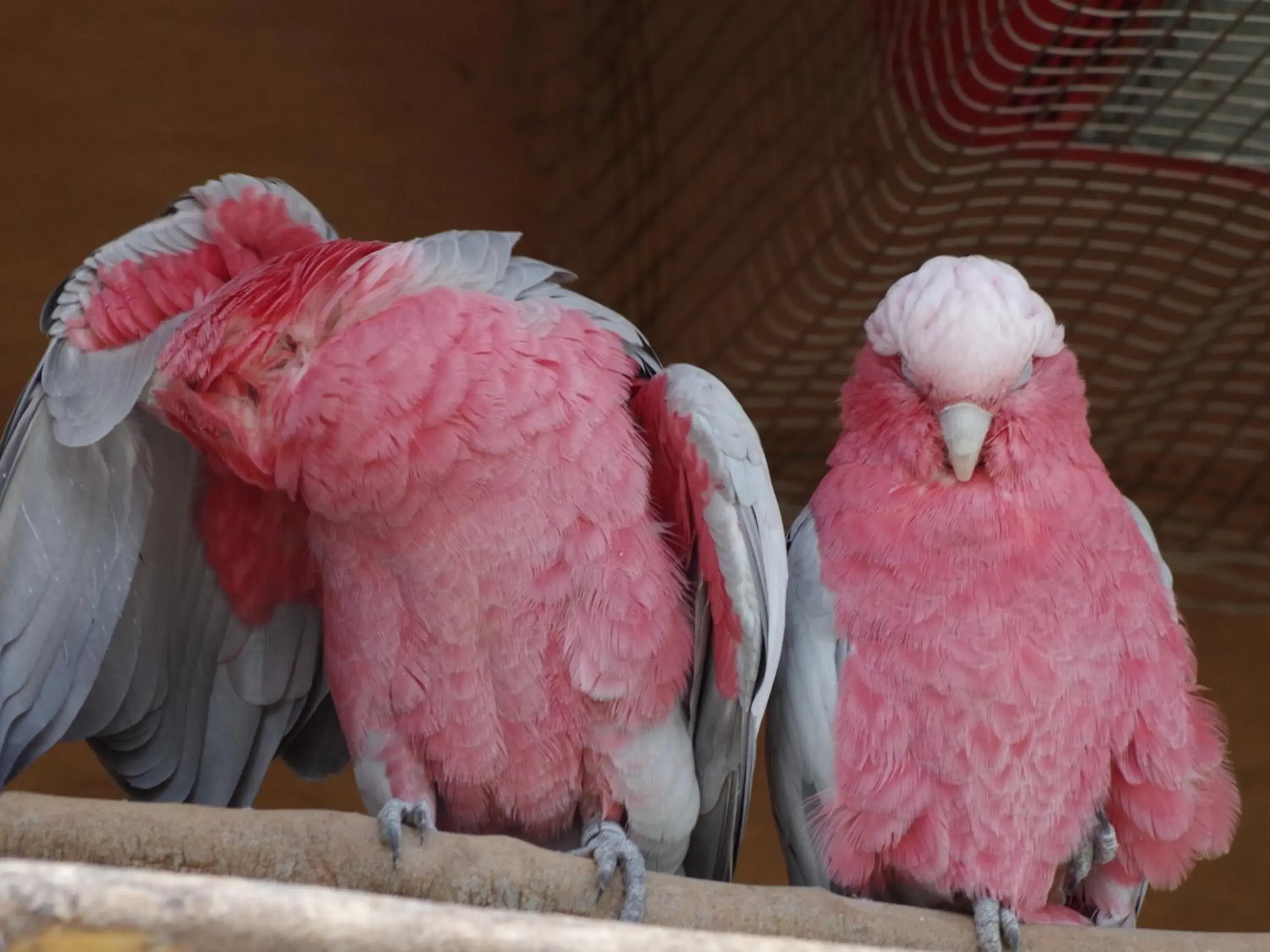 Nearby landmark, Other Animals in Hotel Wing International Kobe Shinnagata Ekimae