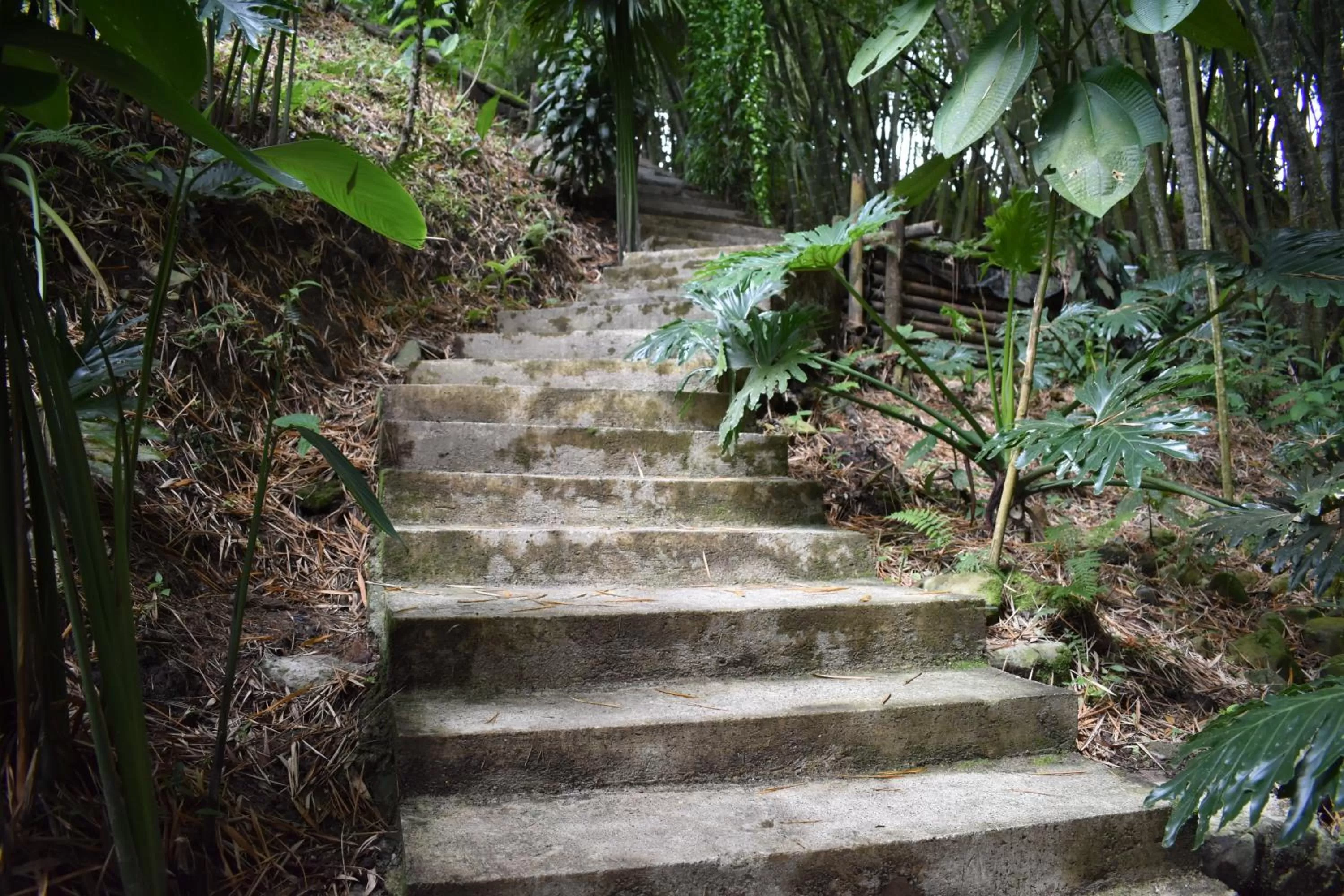 Area and facilities in Hotel Bambu Inn