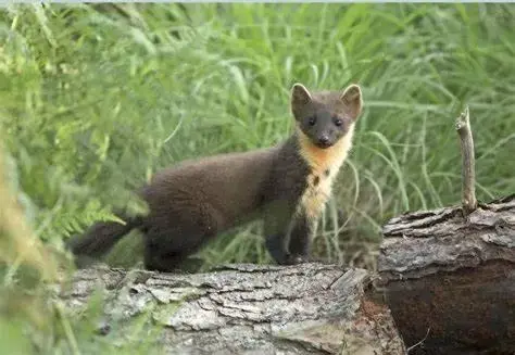 Other Animals in The Coylet Inn by Loch Eck