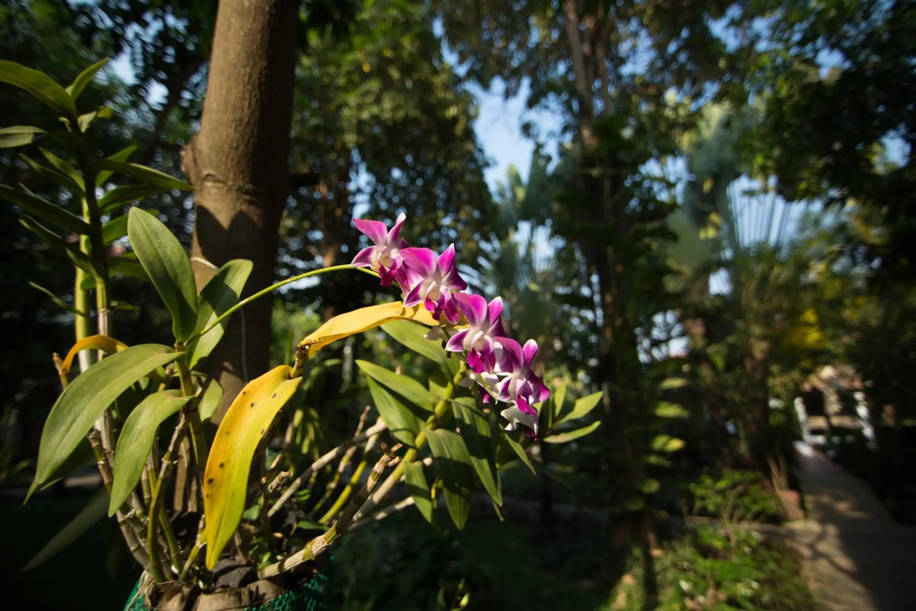 Garden, Other Animals in Sonalong Boutique Village and Resort