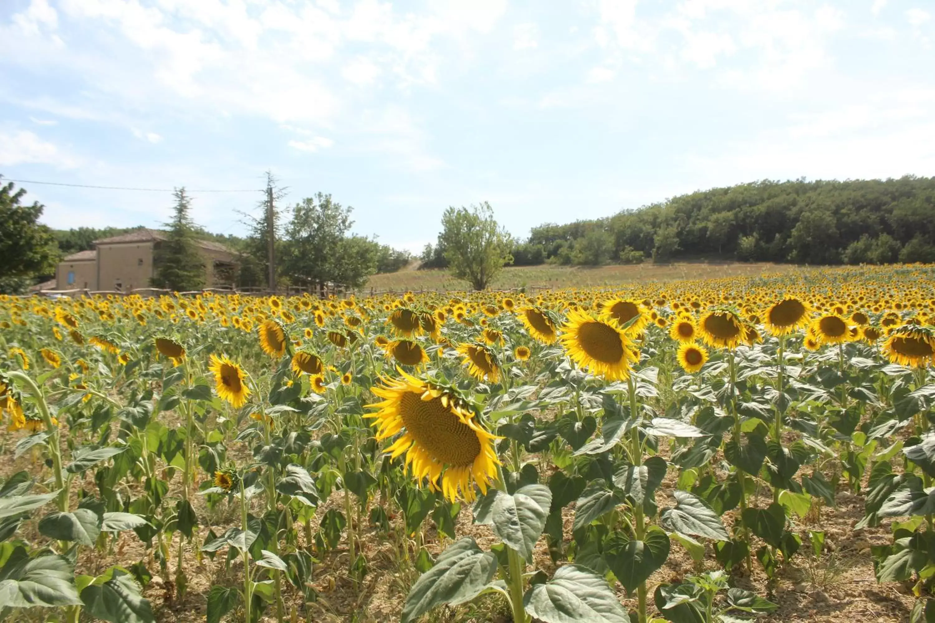 Domaine de la Couderquié