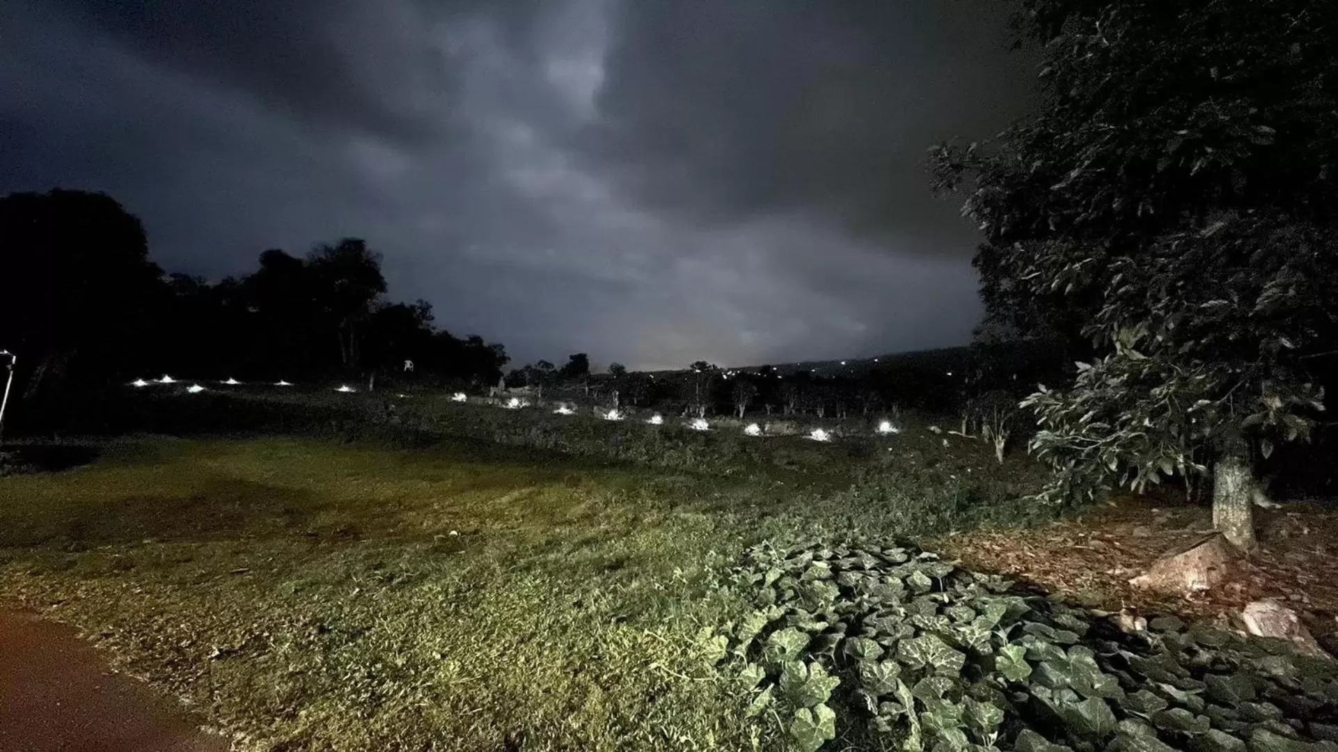 Natural landscape in Coffee Garden