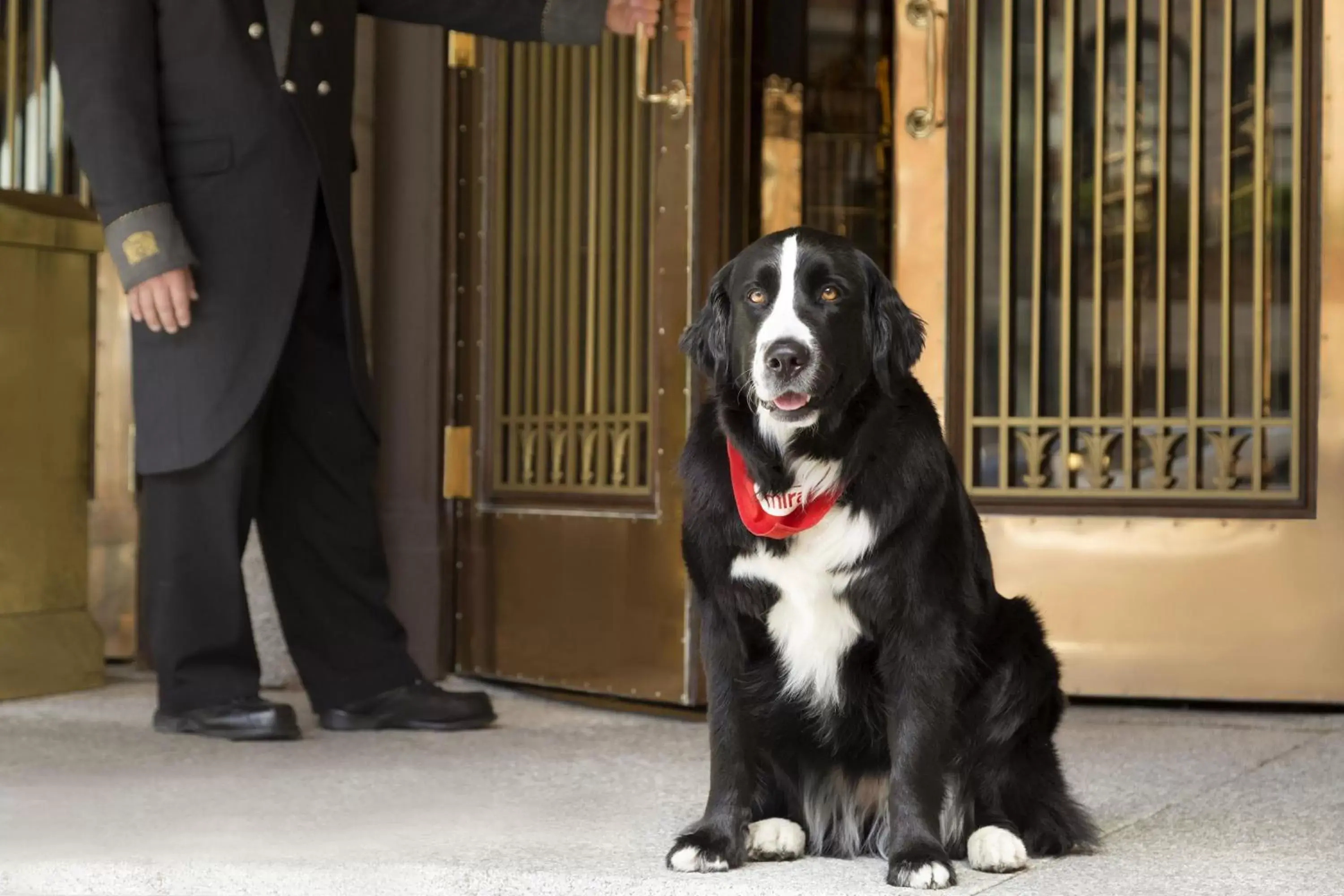 Pets in Fairmont Le Chateau Frontenac