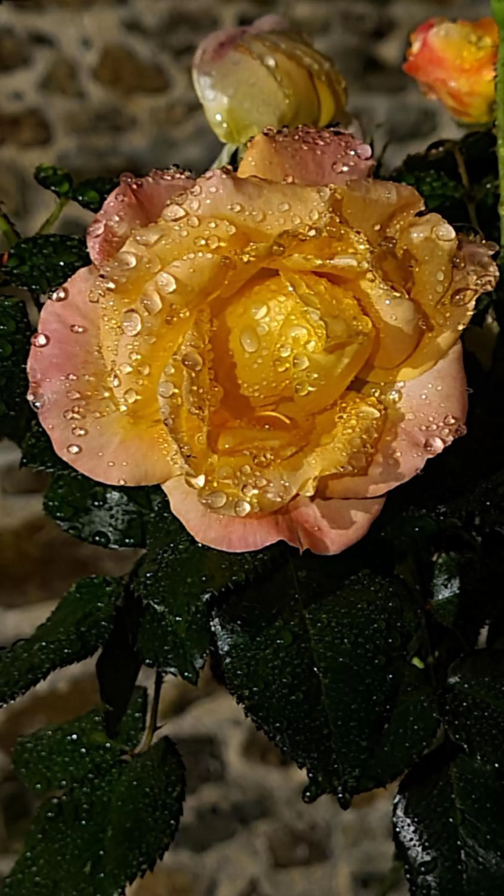 Garden in lesroses1680