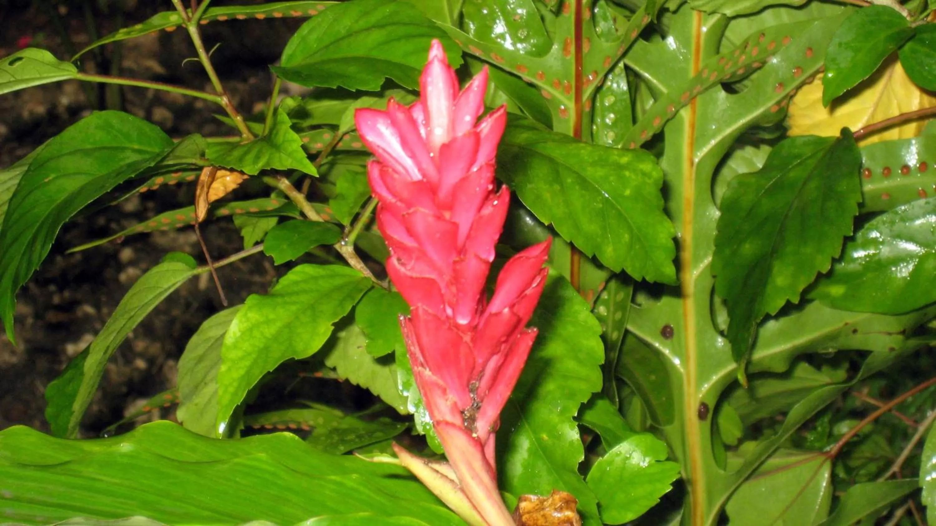Garden in Coral Motel & Apartments