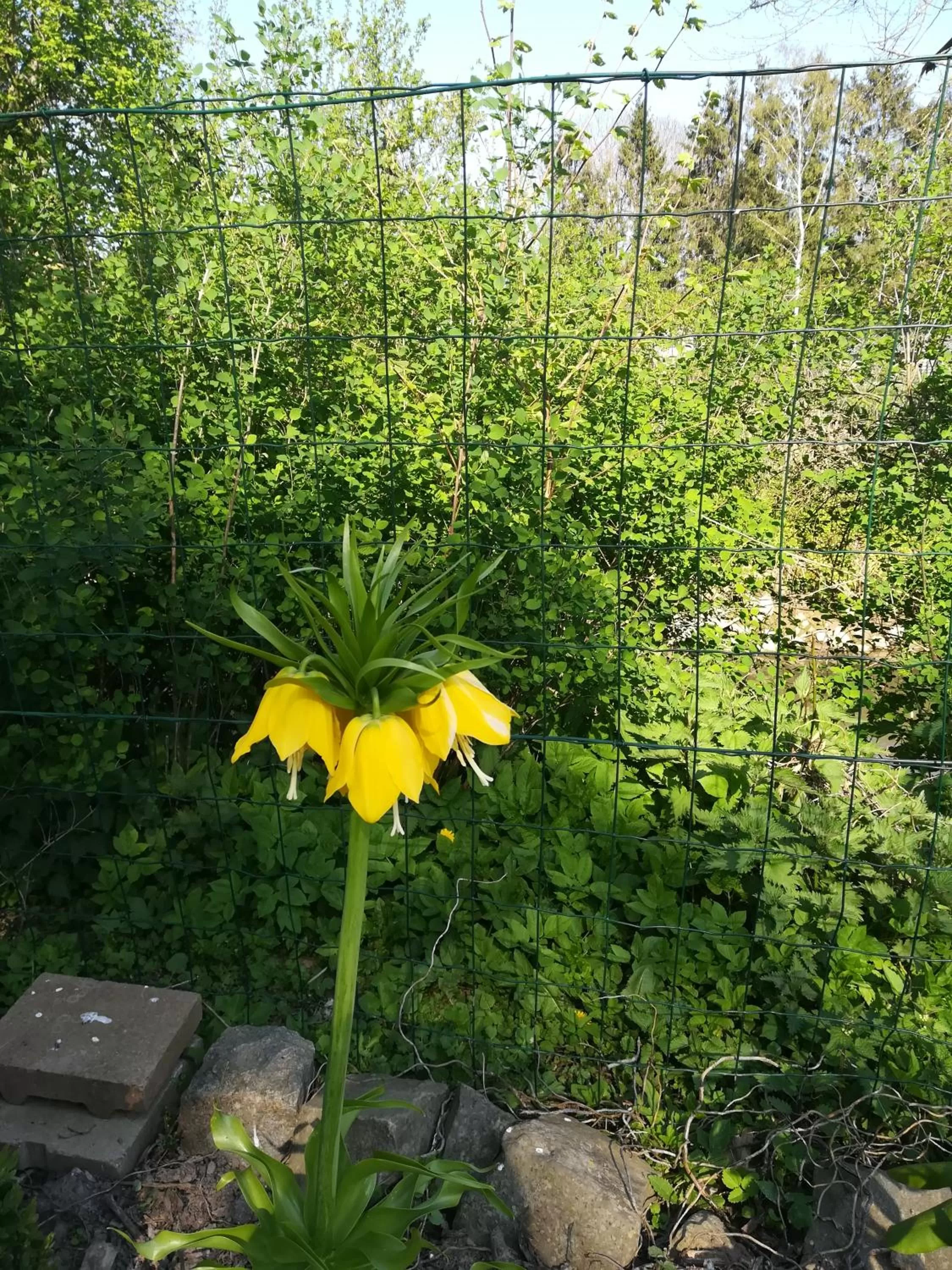 Garden in B&B De Dubbelmolen