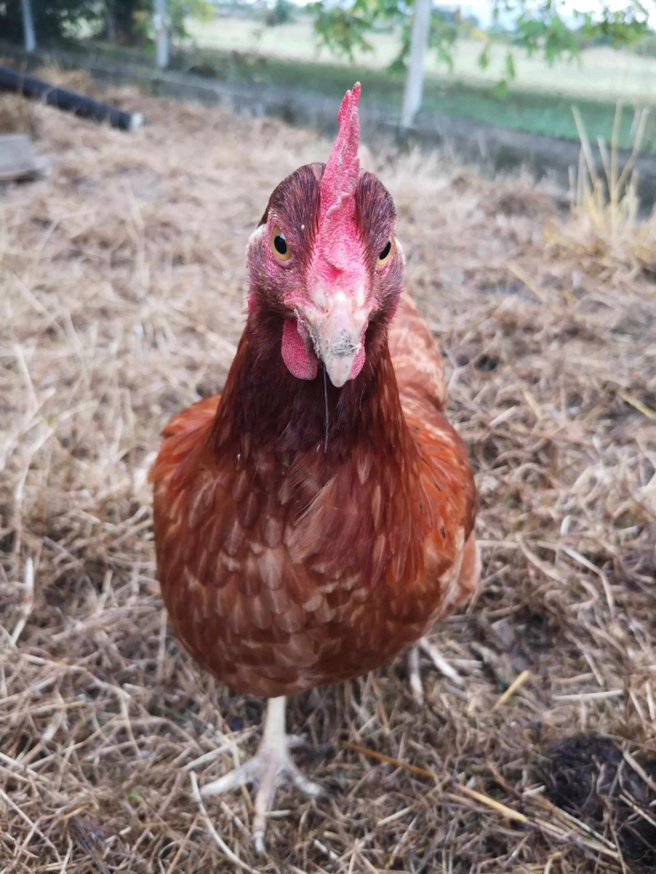 Other Animals in Domaine de la Borde