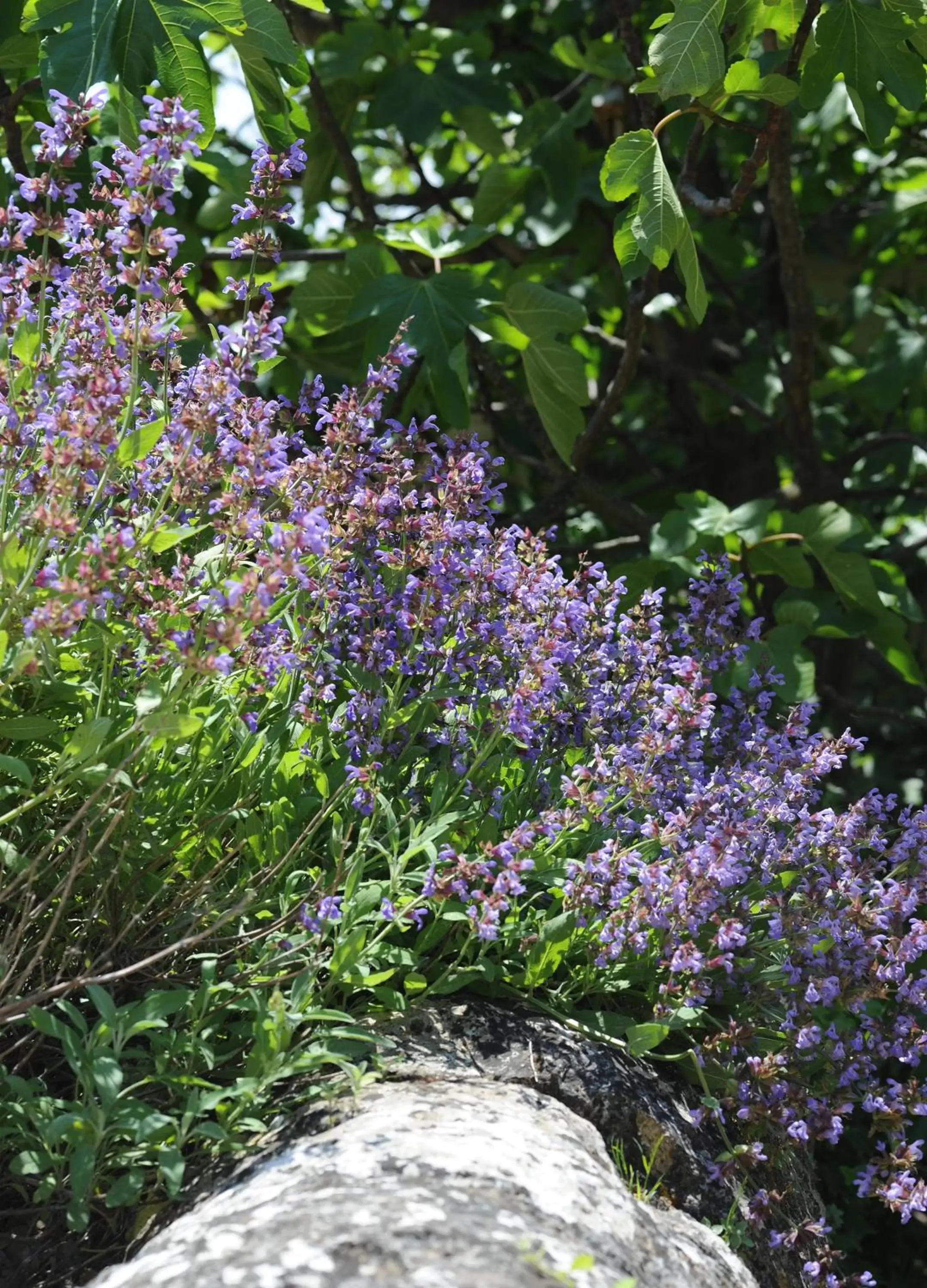 Natural landscape, Garden in Hotel Le Mas de Rivet