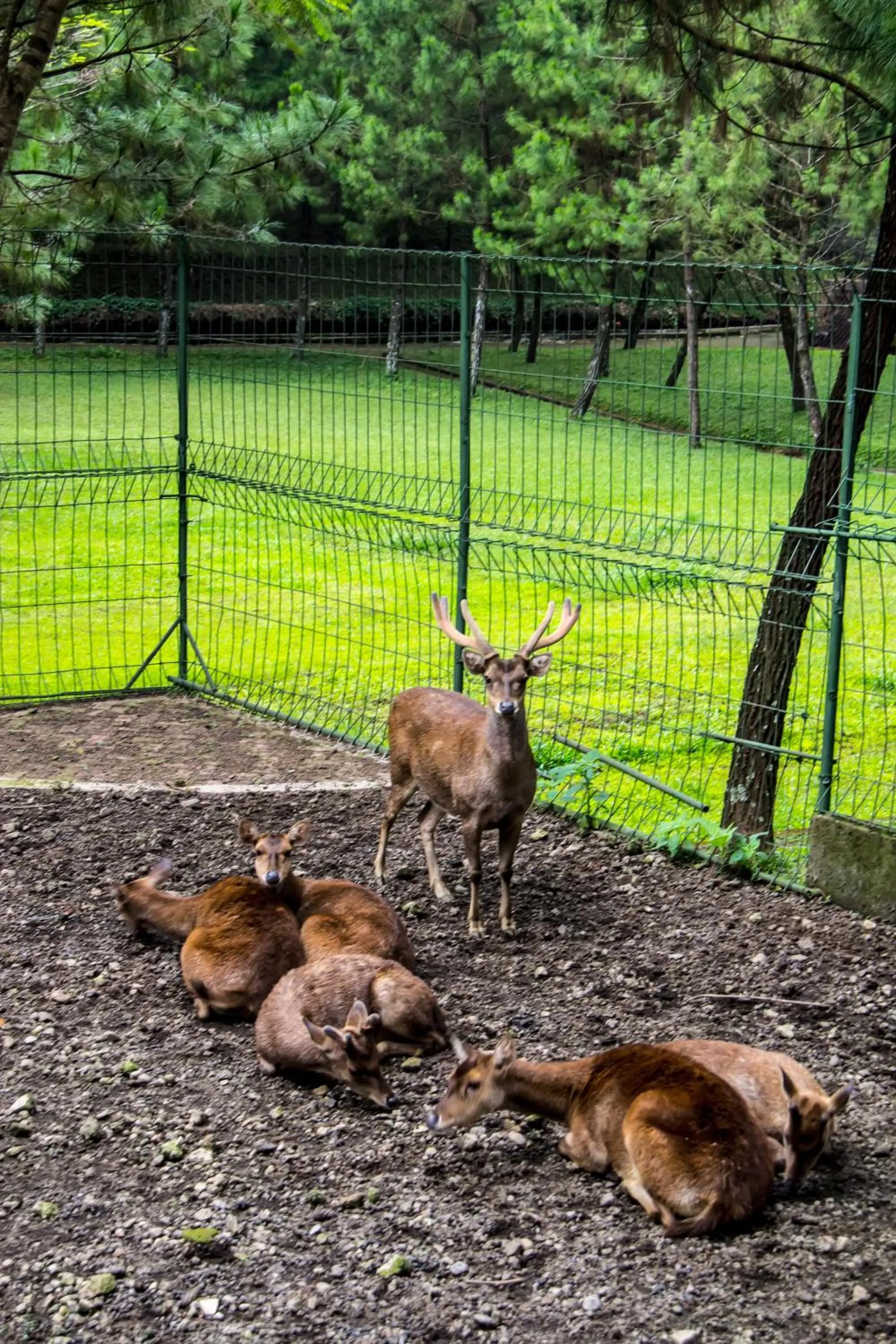 Animals in Puteri Gunung Hotel