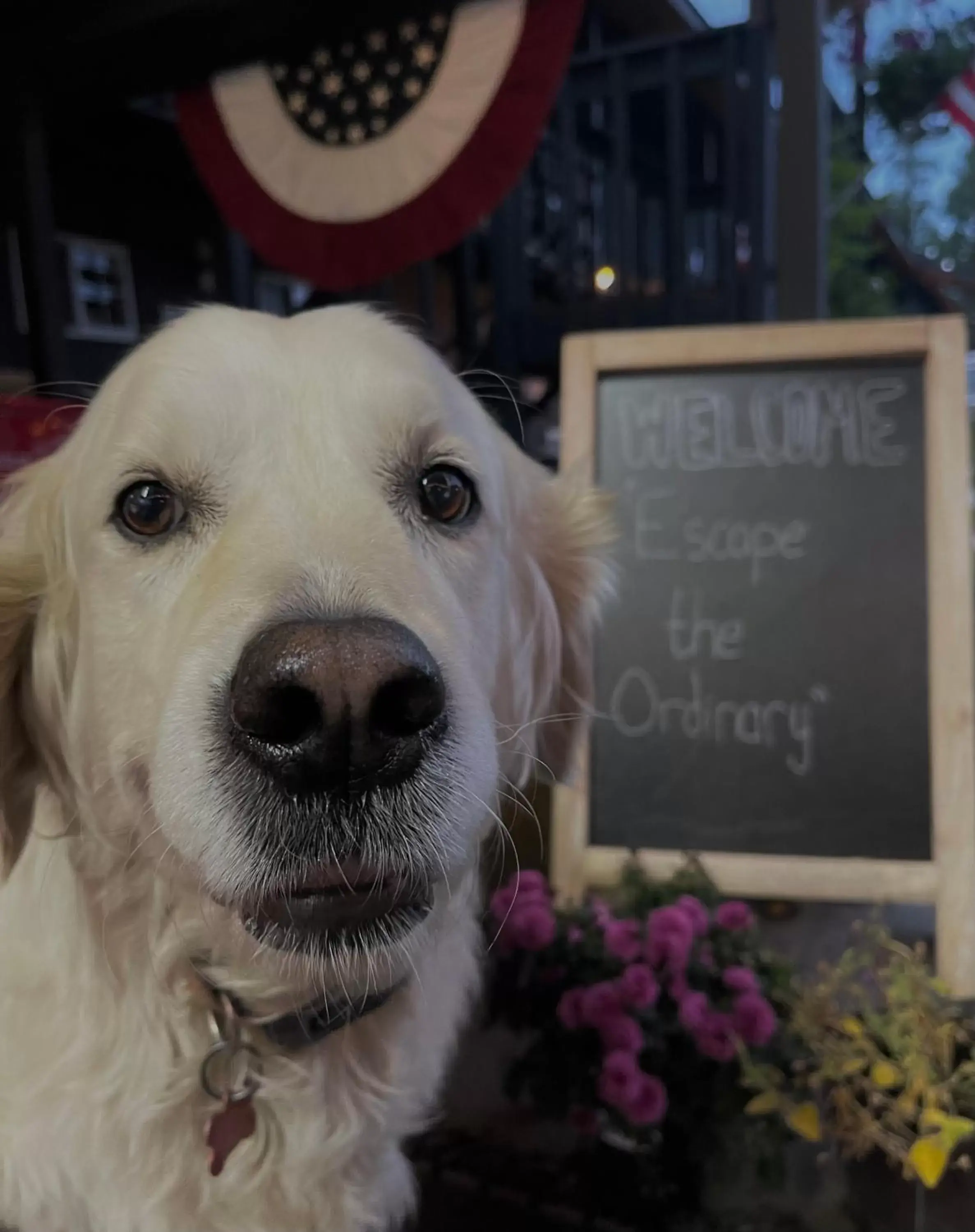 Pets in Chalet Inn