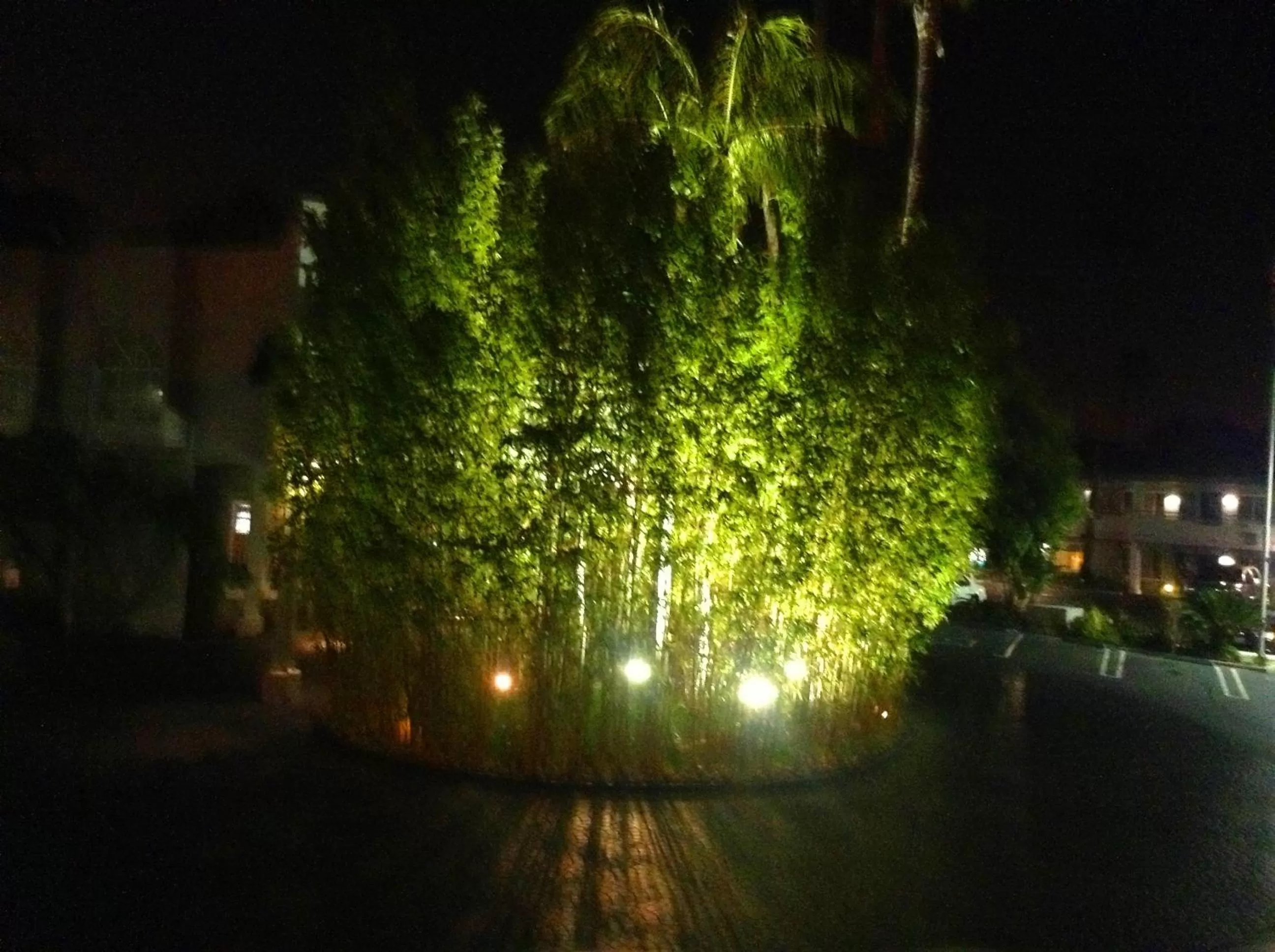 Garden in Hotel Current