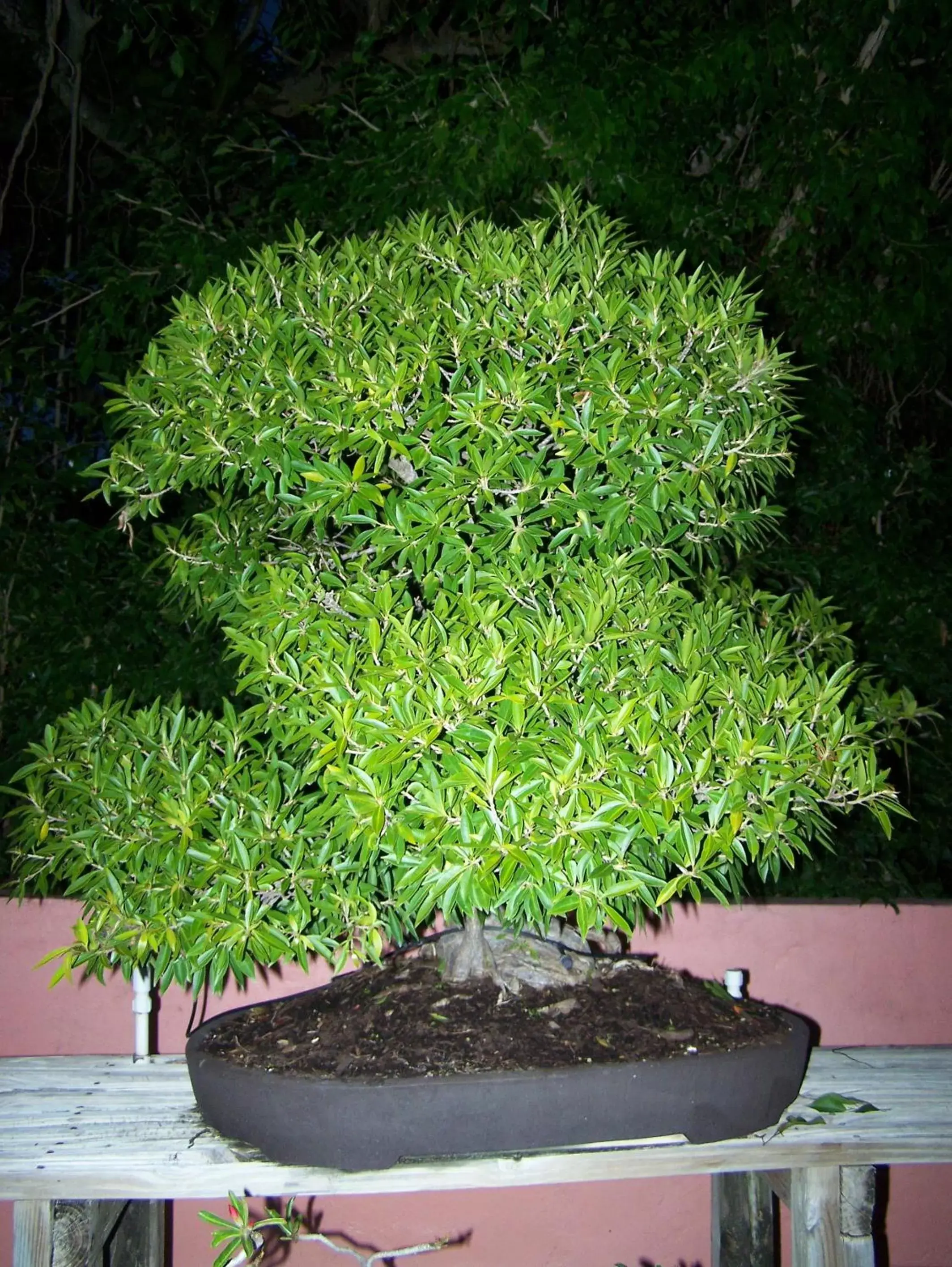 Garden in Rock Reef Resort