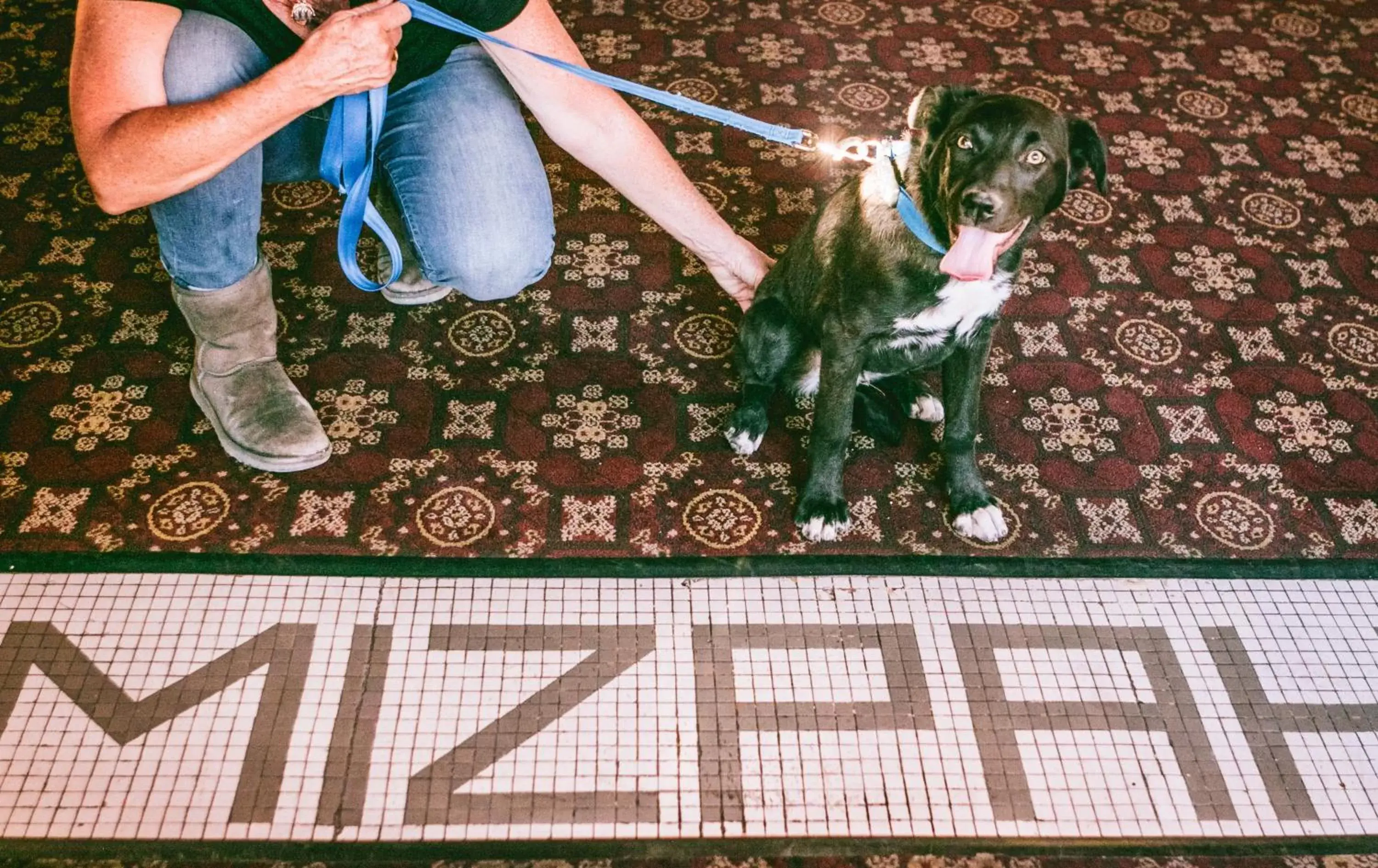 Pets in Mizpah Hotel