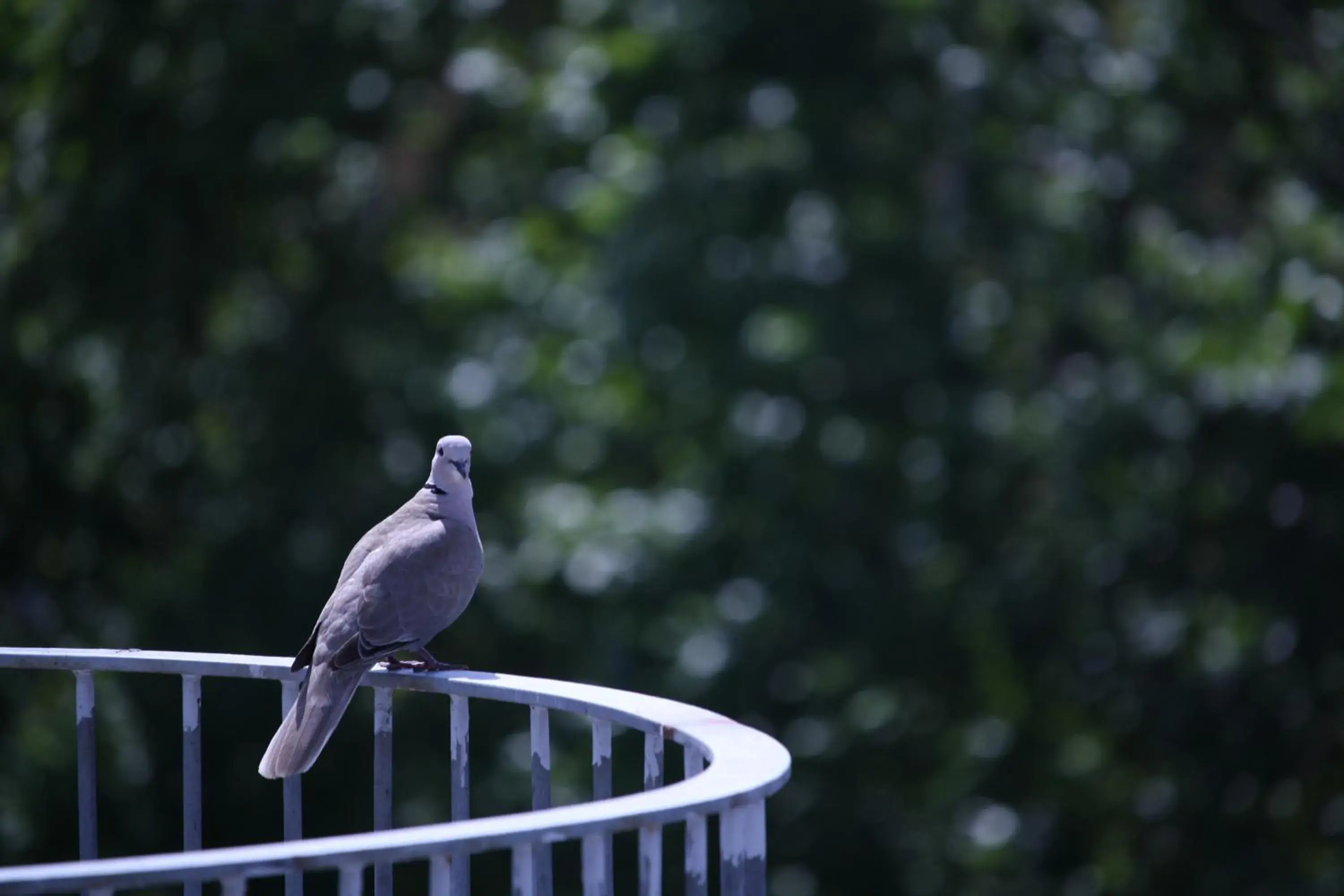 Day, Other Animals in Des Arts Hostel and Suites