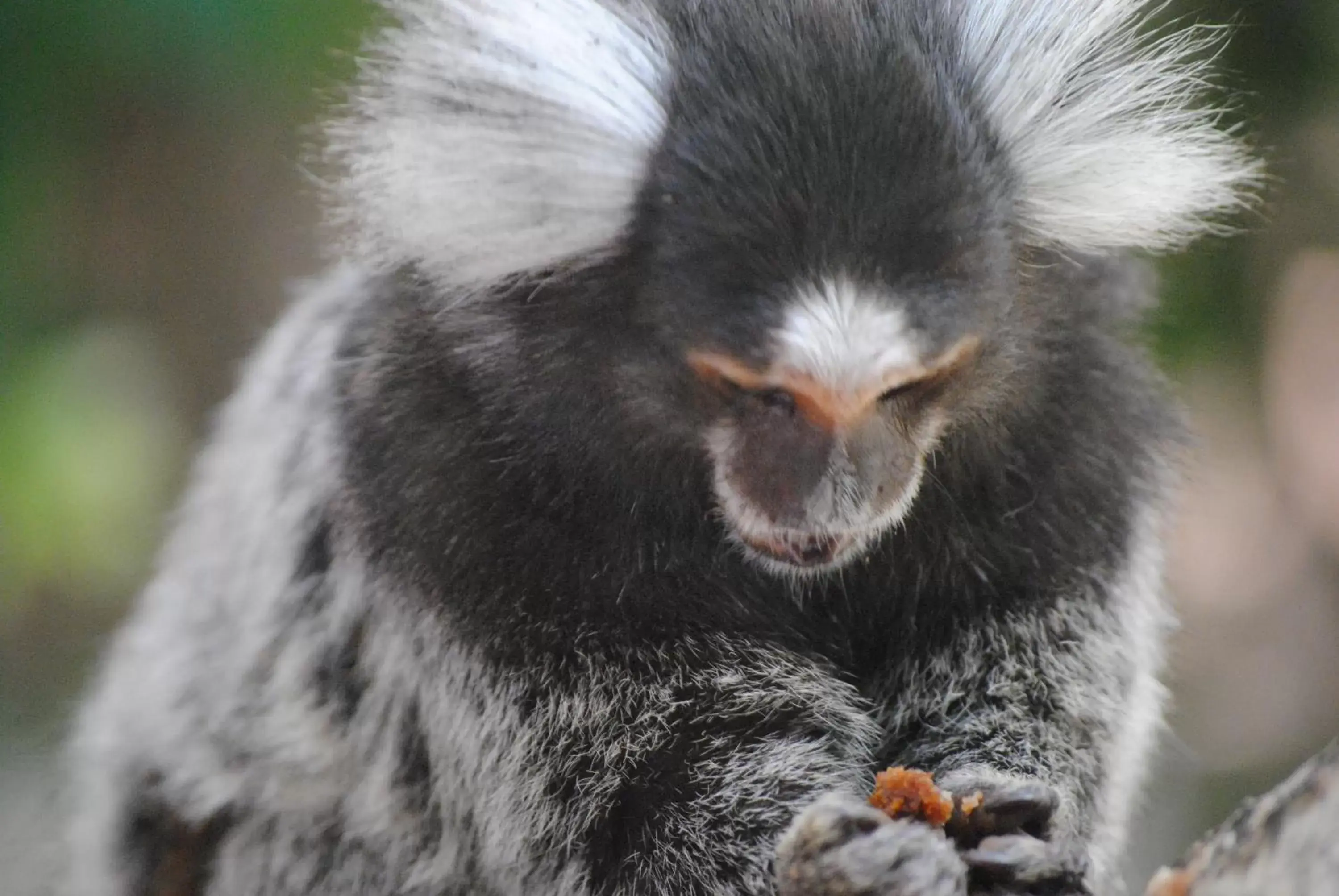 Restaurant/places to eat in Chalet Suisse Restaurant/places to eat in Chalet Suisse