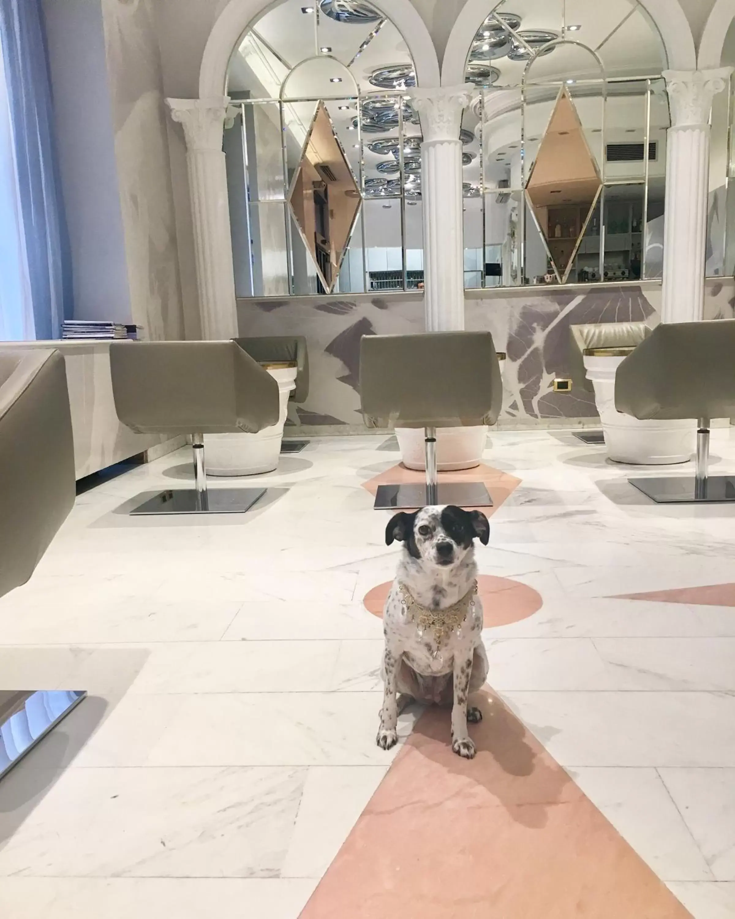 Pets in Demidoff Hotel Milano