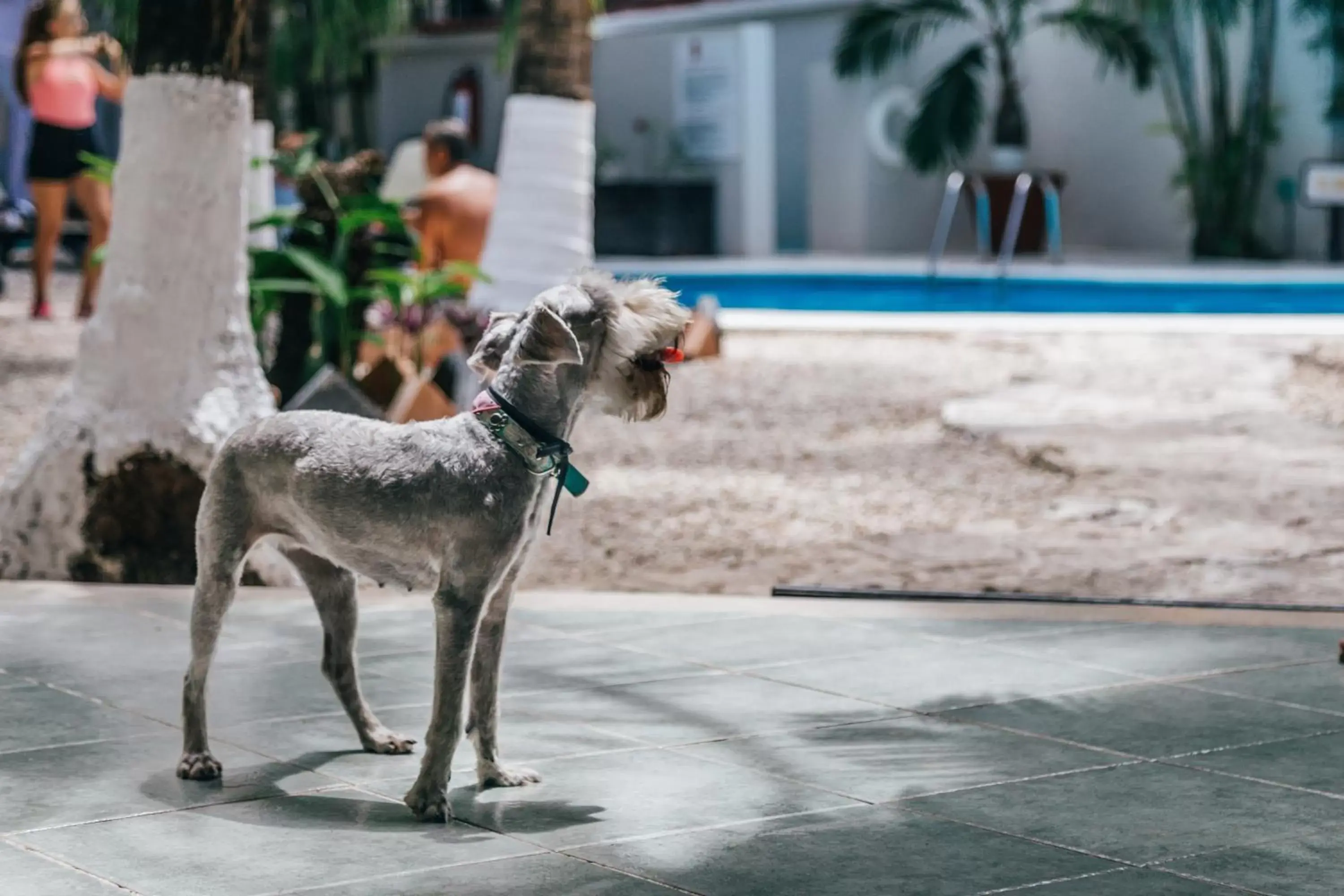 Pets, Other Animals in Hacienda Paradise Hotel by BFH