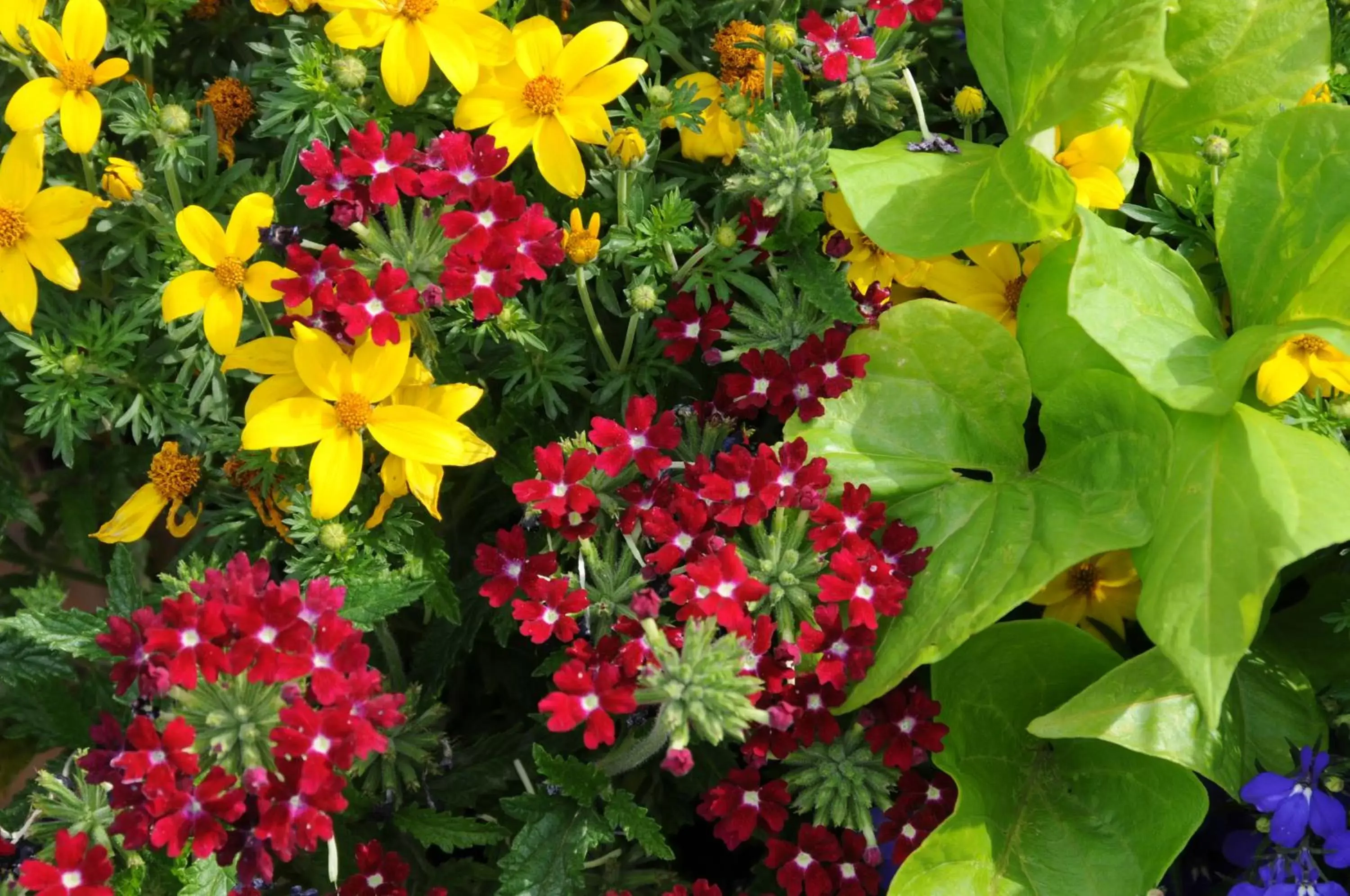 Summer, Garden in Pike's Waterfront Lodge