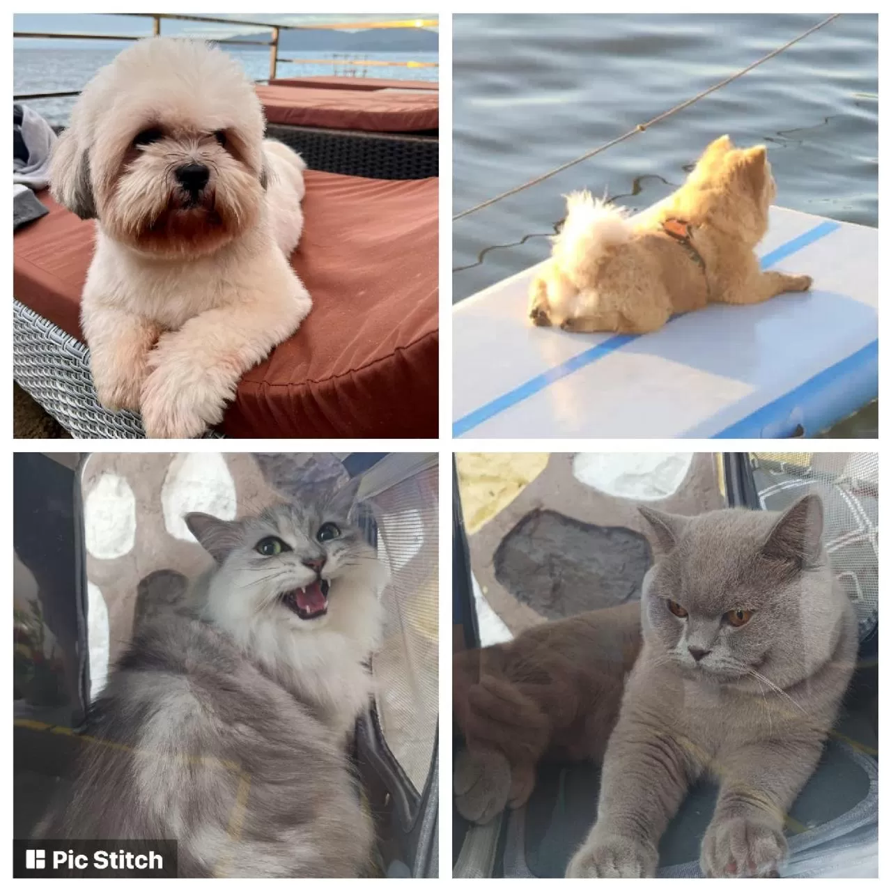 Pets in The Philip Ann Resort