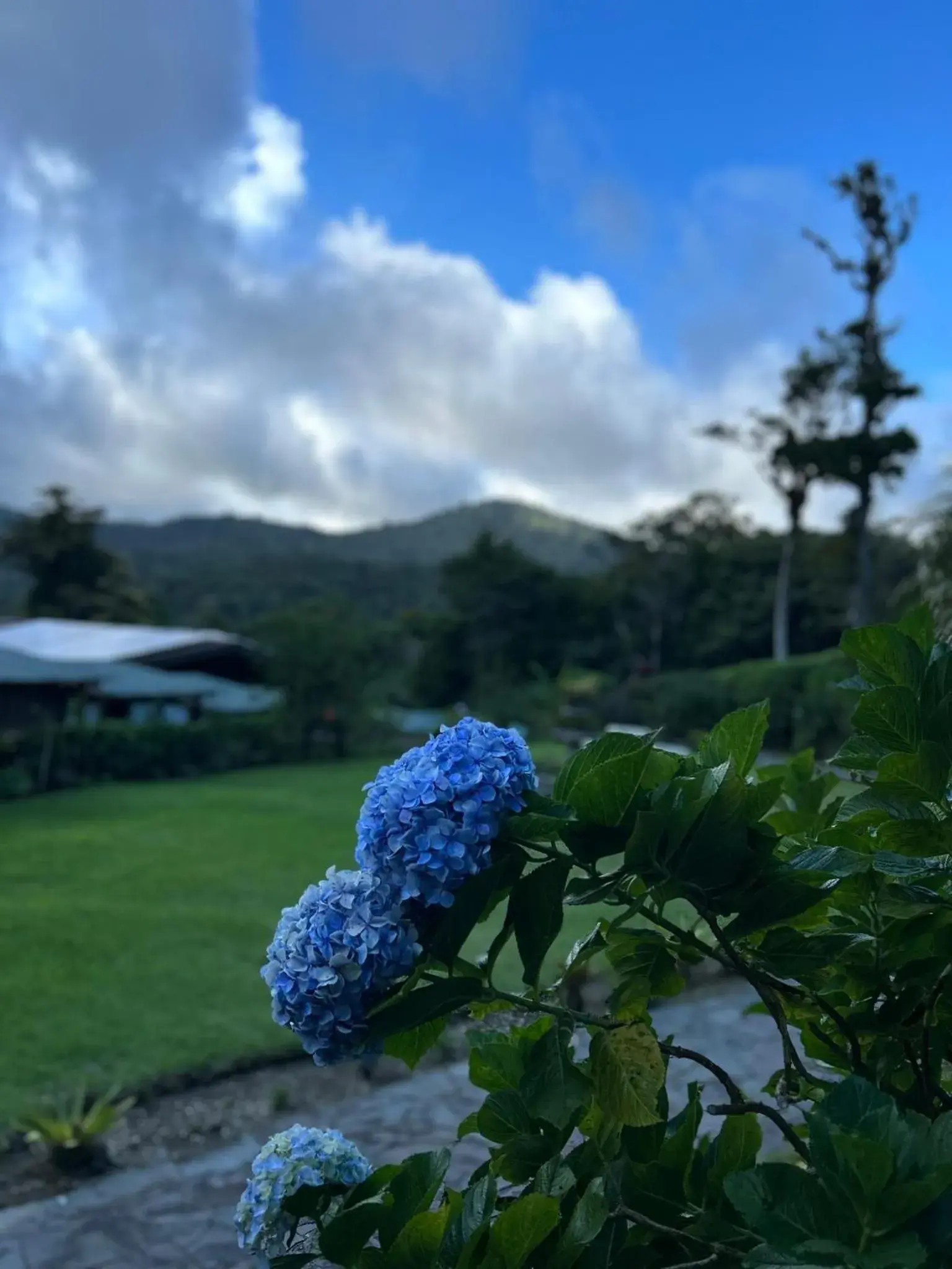 Garden view in Trapp Family Lodge Monteverde