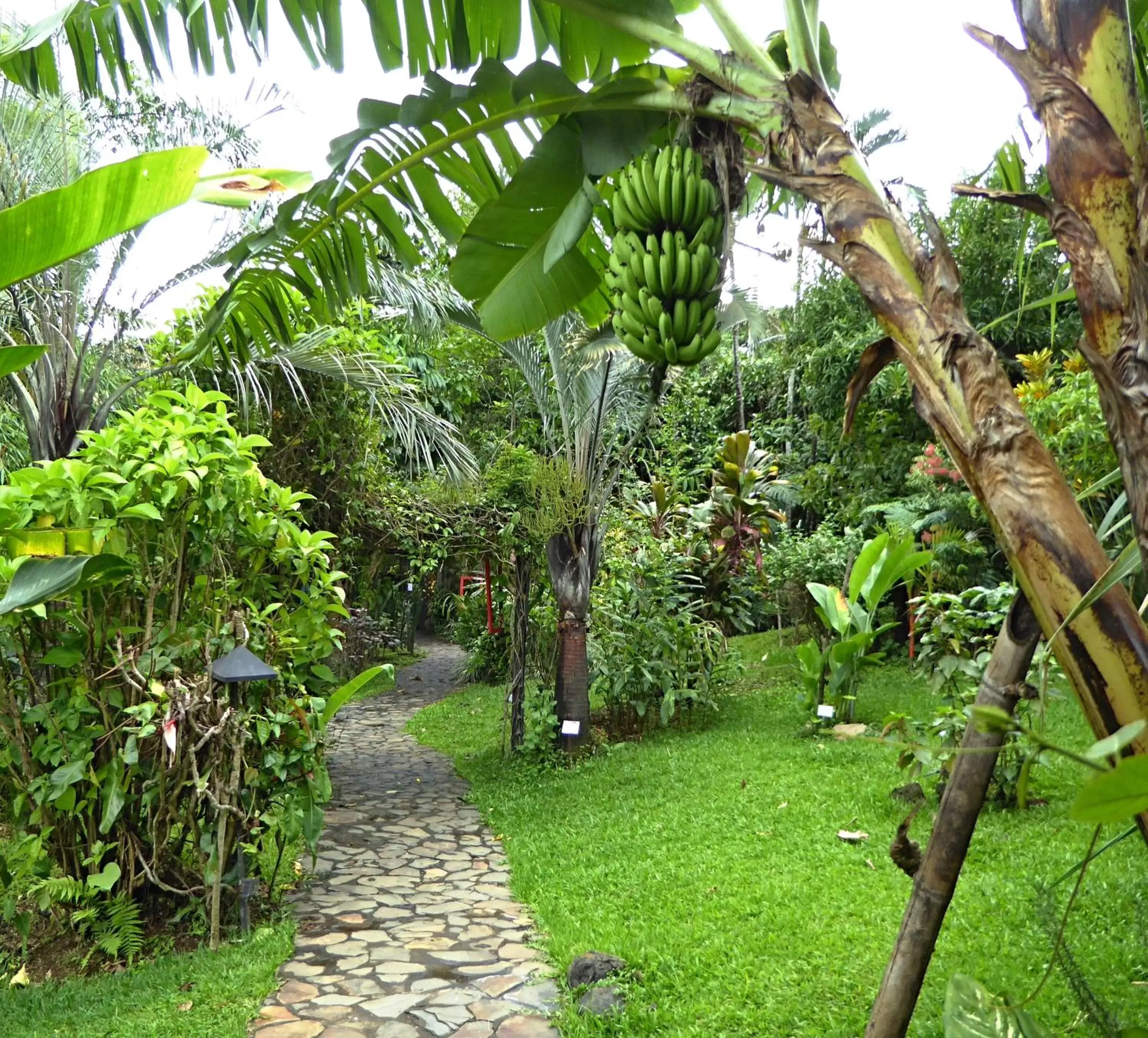 Garden in Pura Vida Hotel