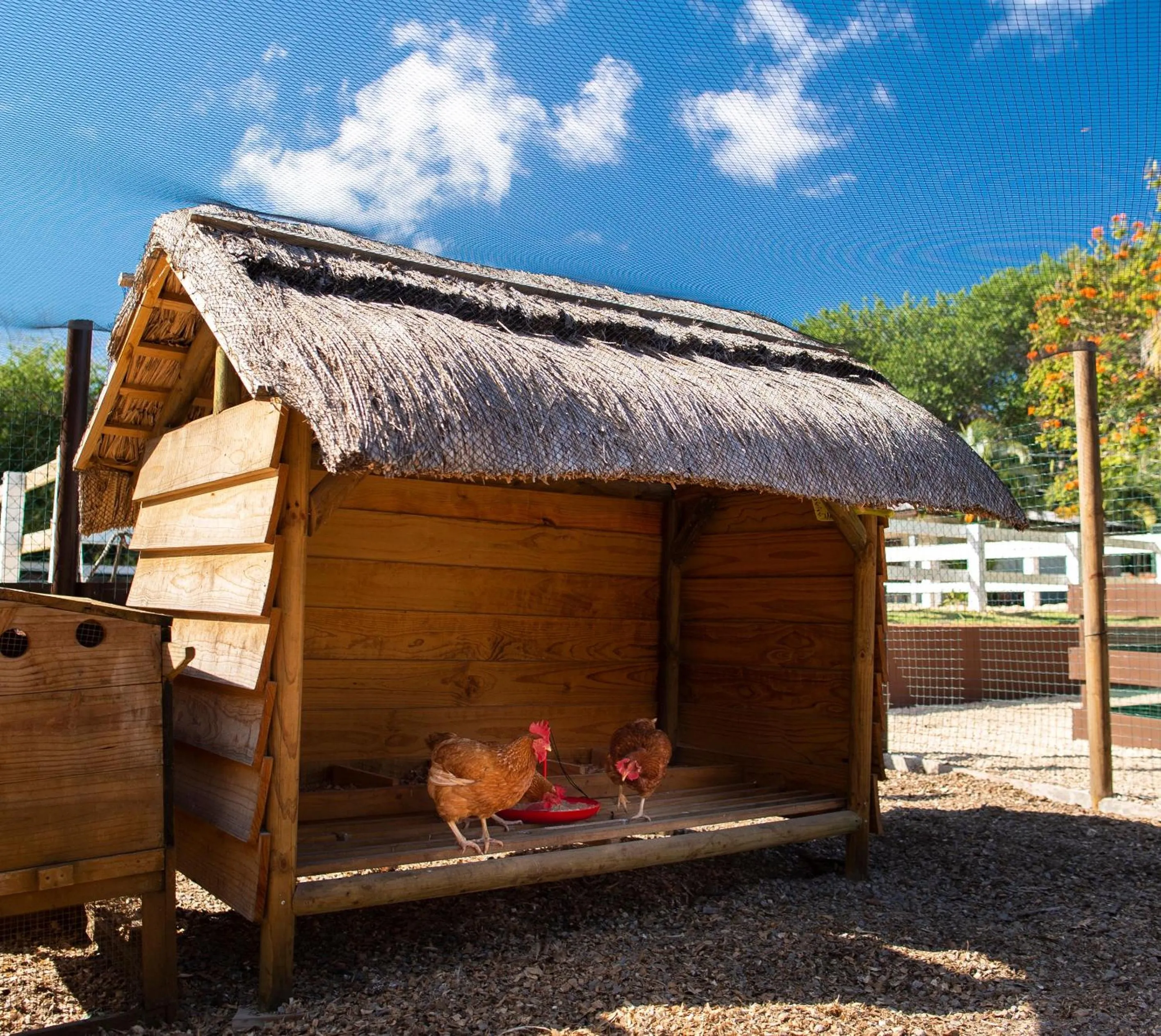Animals in Maritim Resort & Spa Mauritius