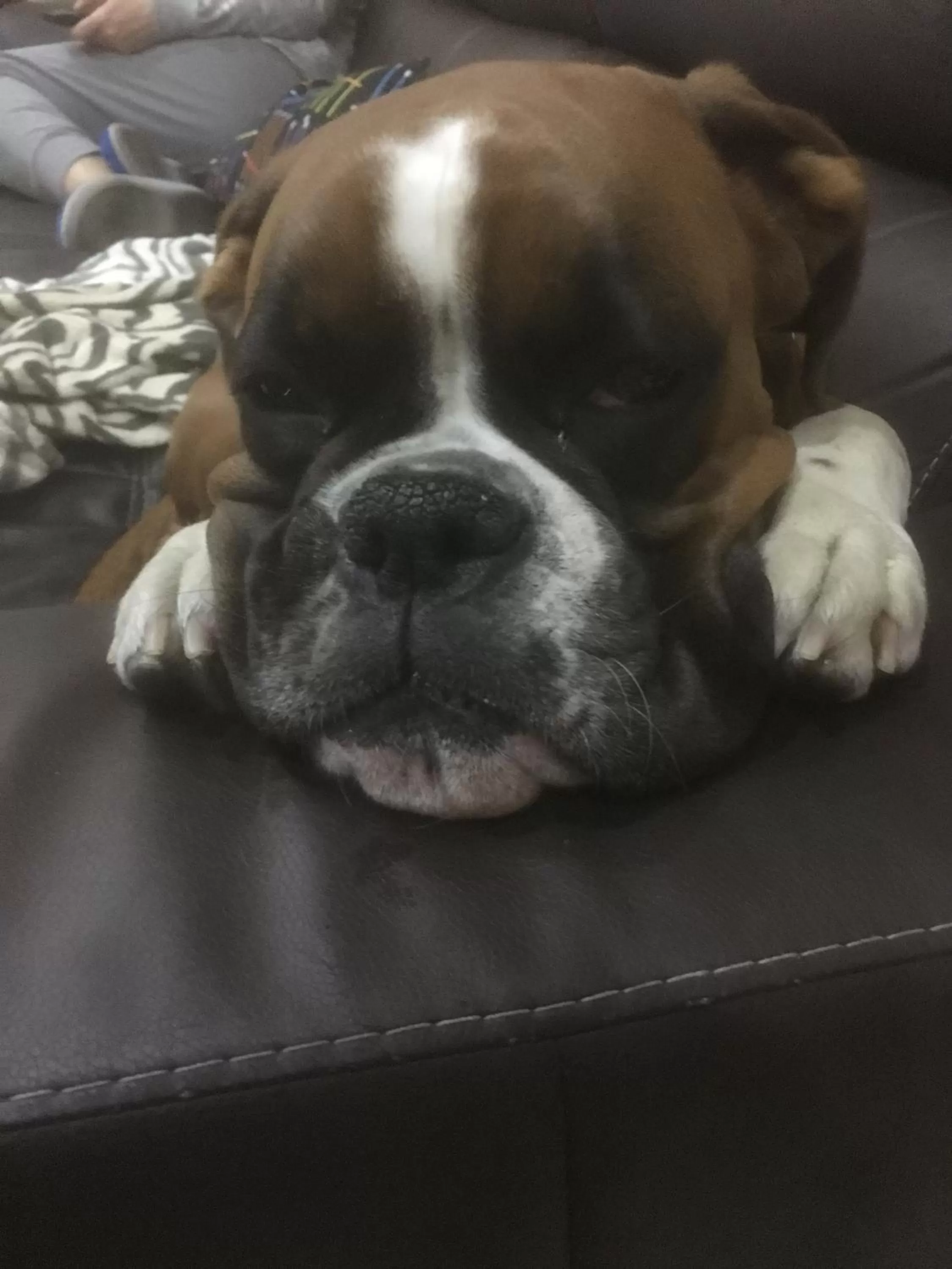 Pets in Hotel Nettuno