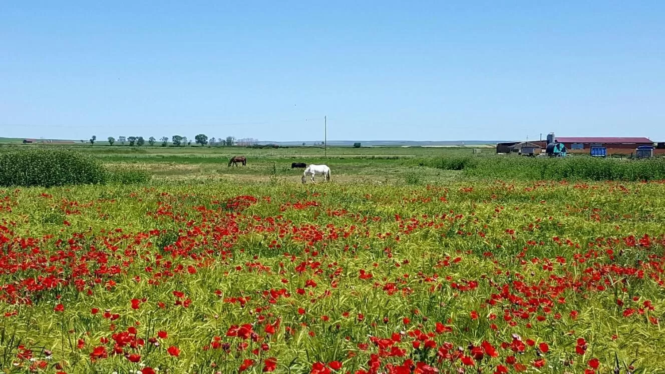 Natural landscape, Garden in Hostal Athlanta