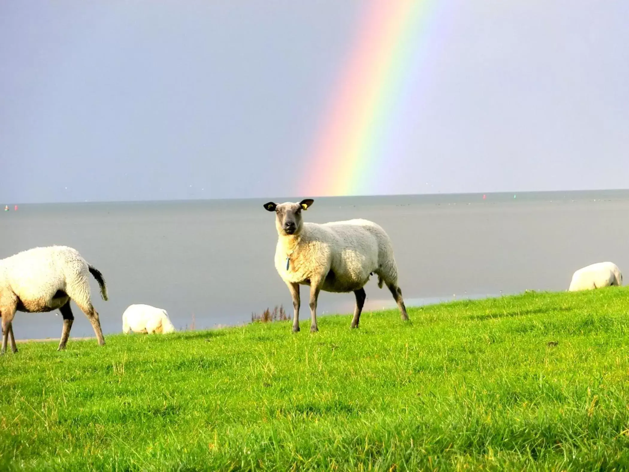 Animals, Other Animals in B&B Villa Nieuwland