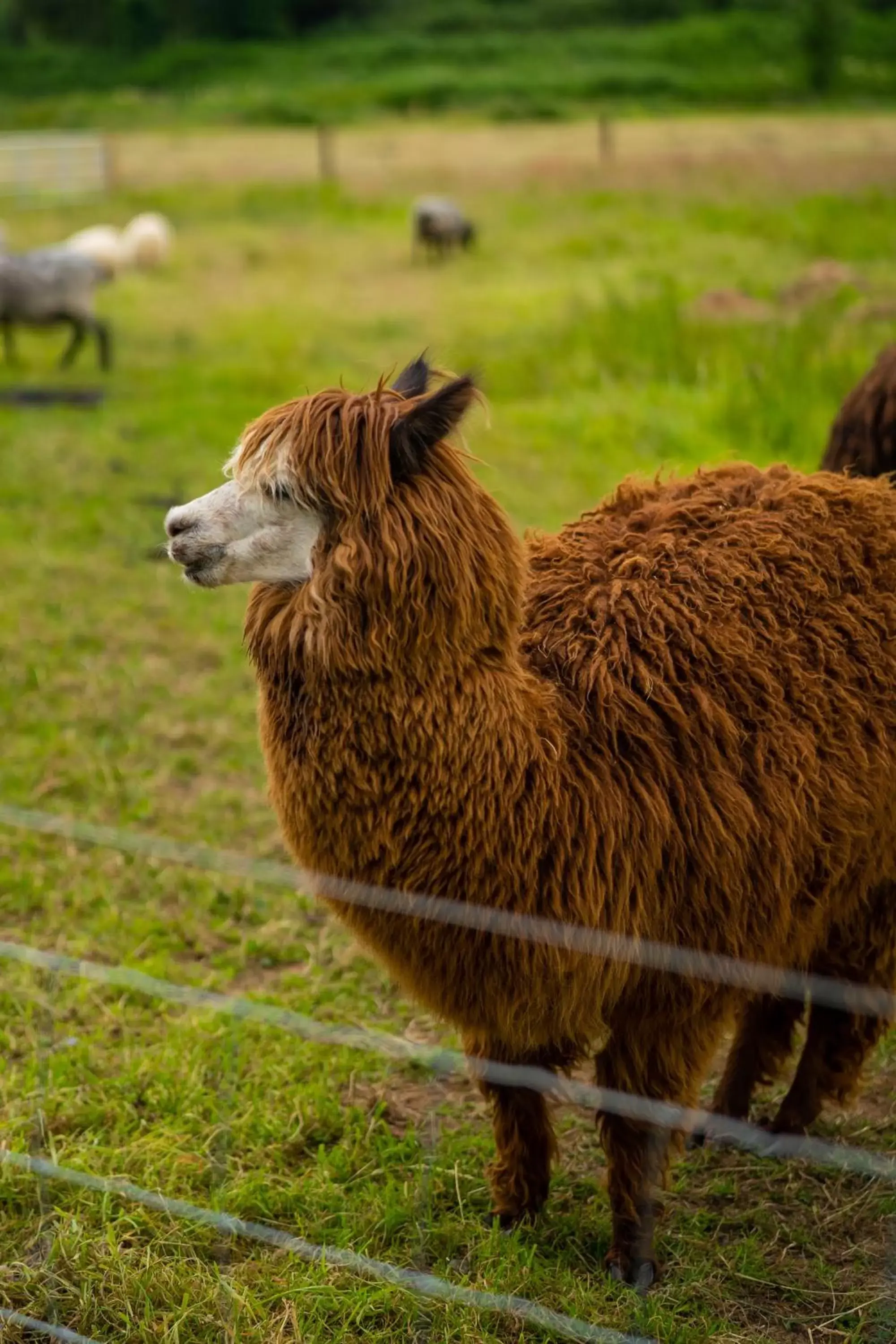 Animals, Other Animals in Radisson BLU Hotel and Spa, Limerick