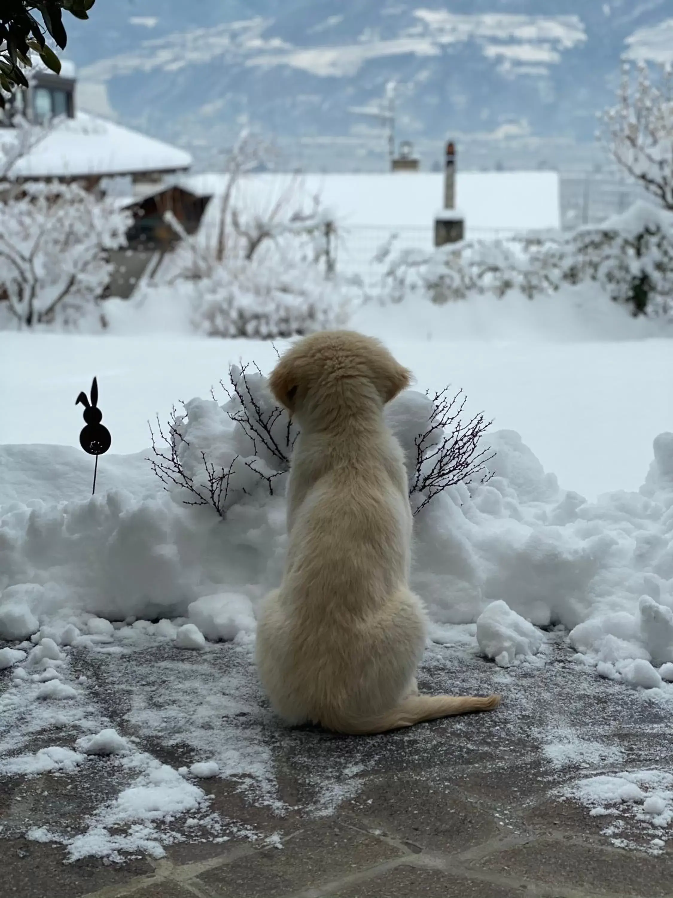 Pets, Winter in Residence Margreth