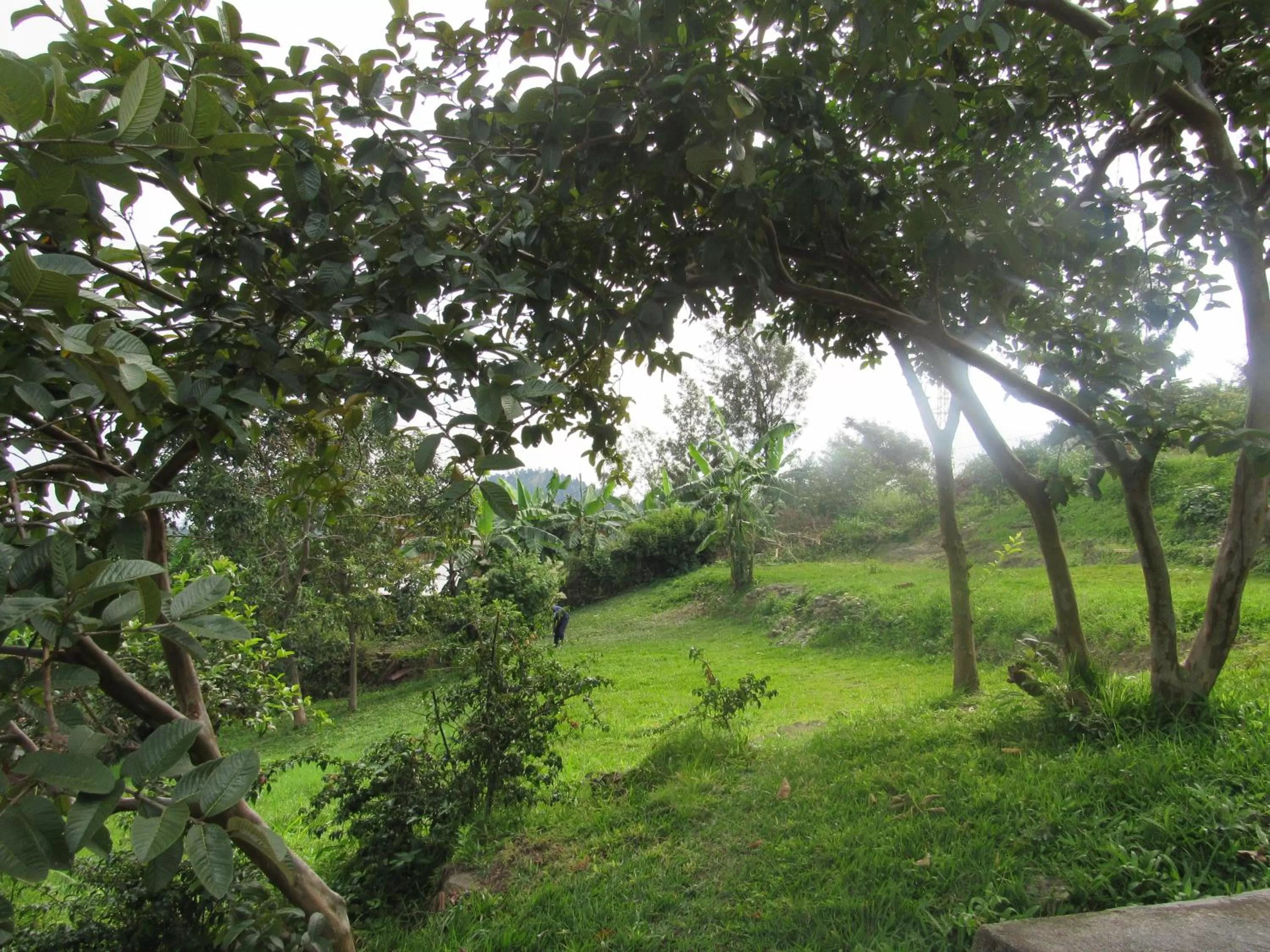 Garden in Rebero Kivu Resort