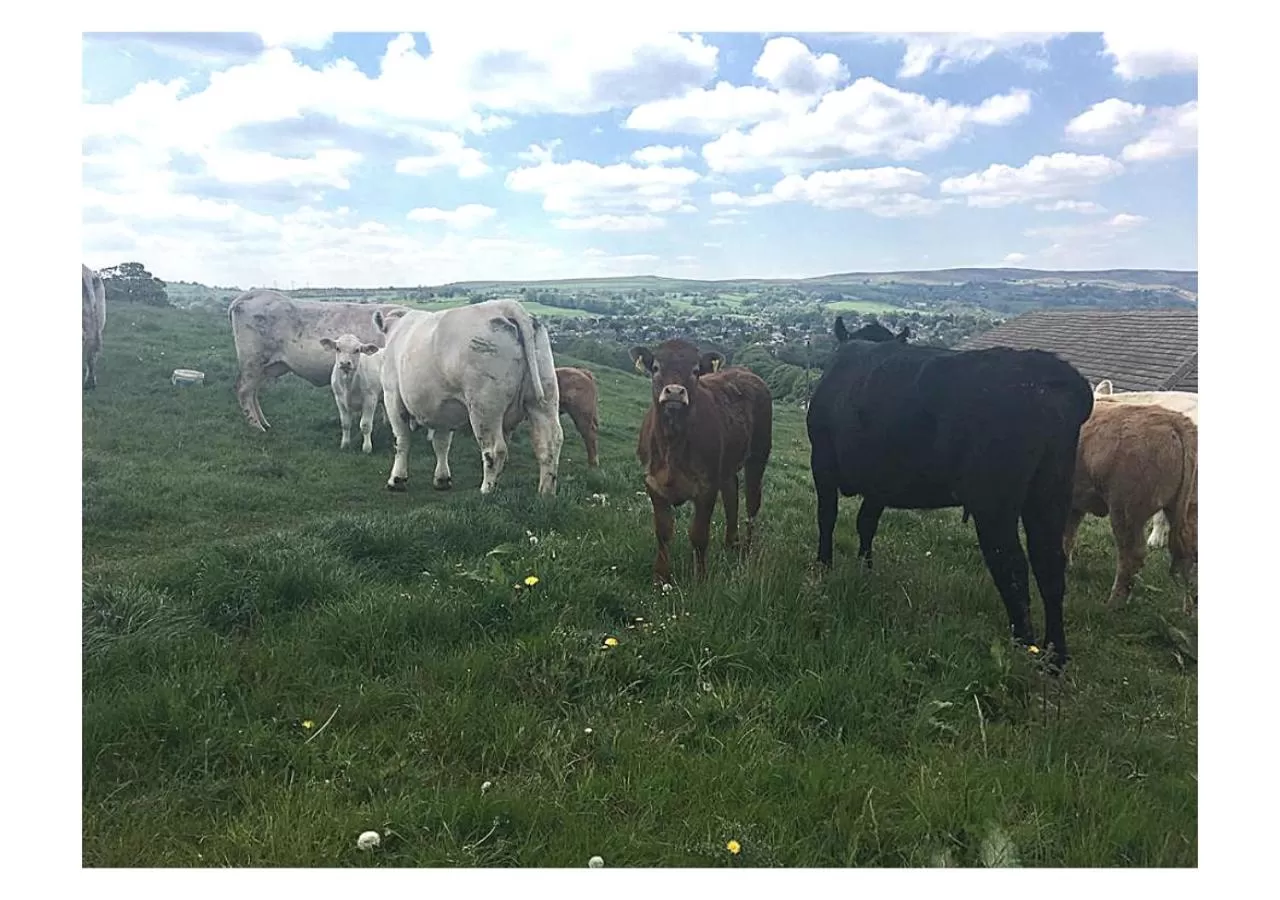 View (from property/room) in Chevin End Guest House