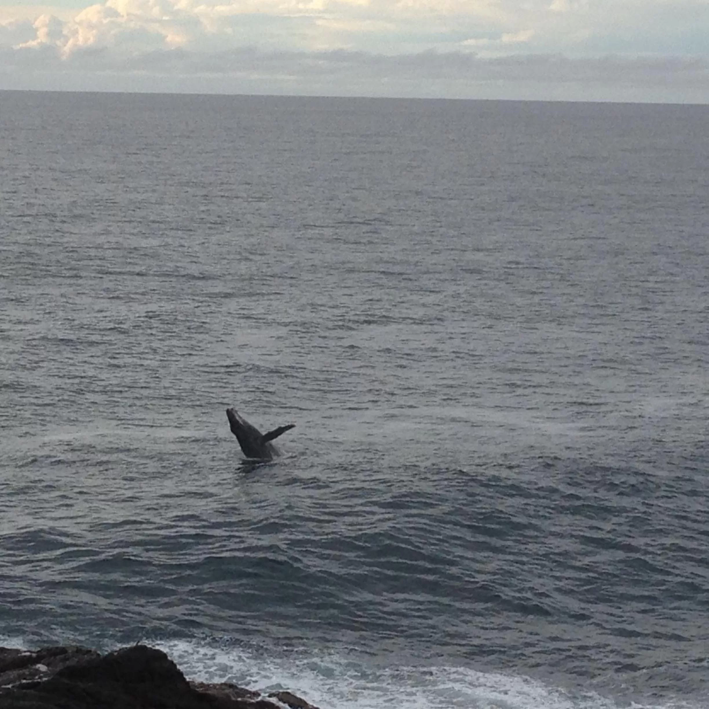 Area and facilities, Other Animals in Sea Whispers