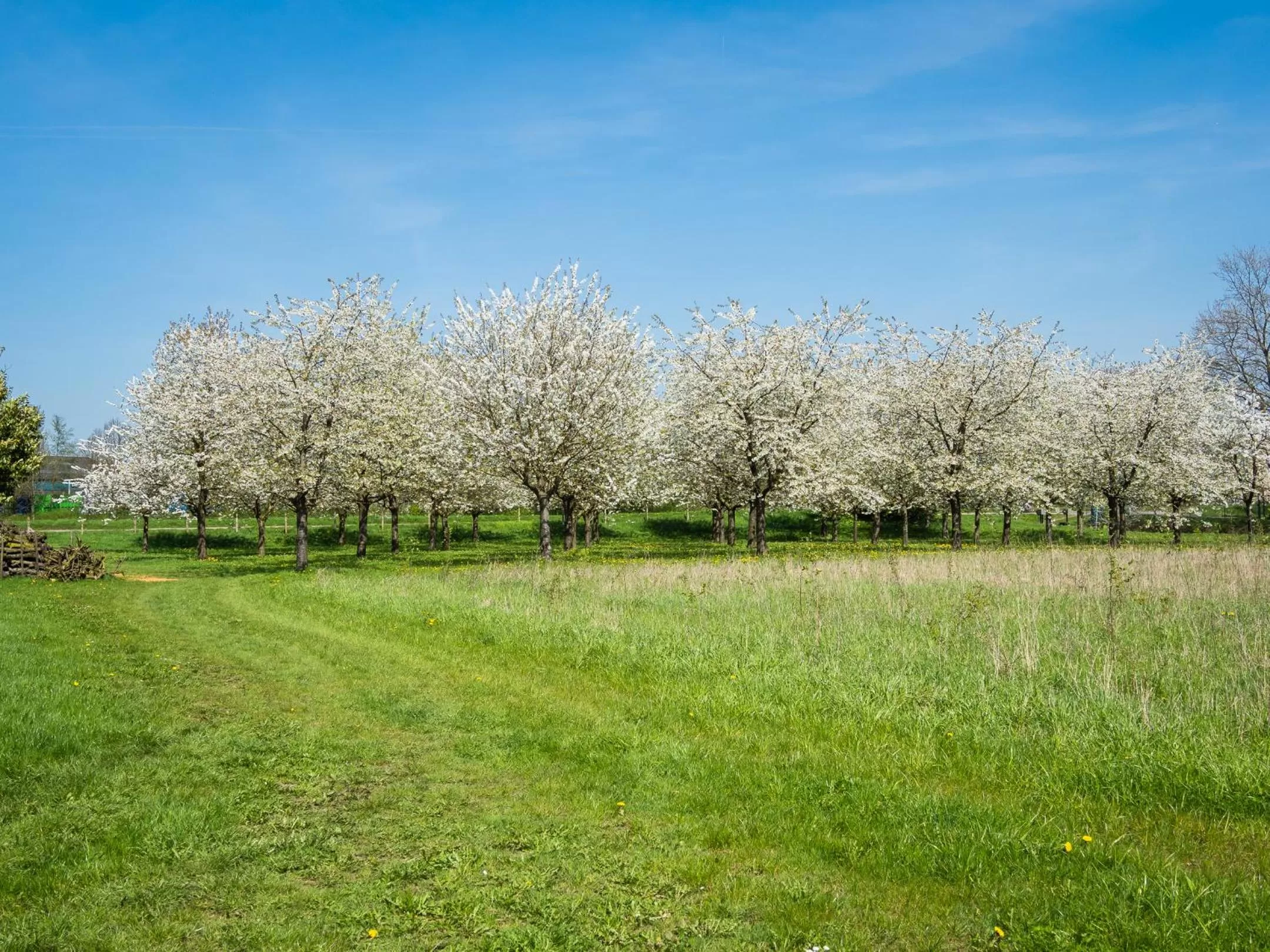 Garden in De Oosterling