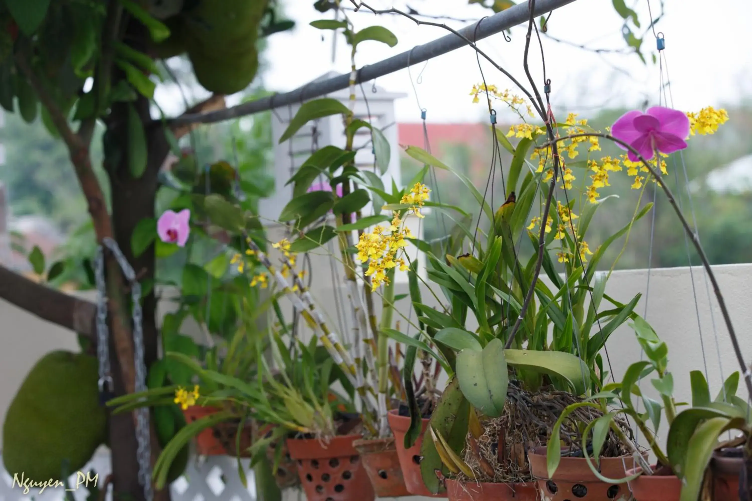 Garden in Gia Lam Villa Hoi An