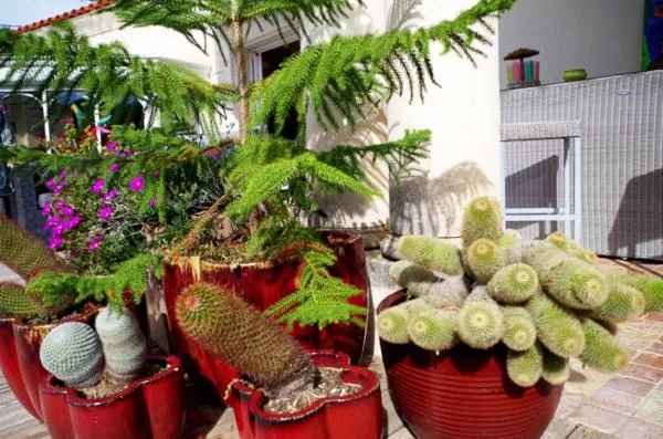 Garden in B&B Val D'azur