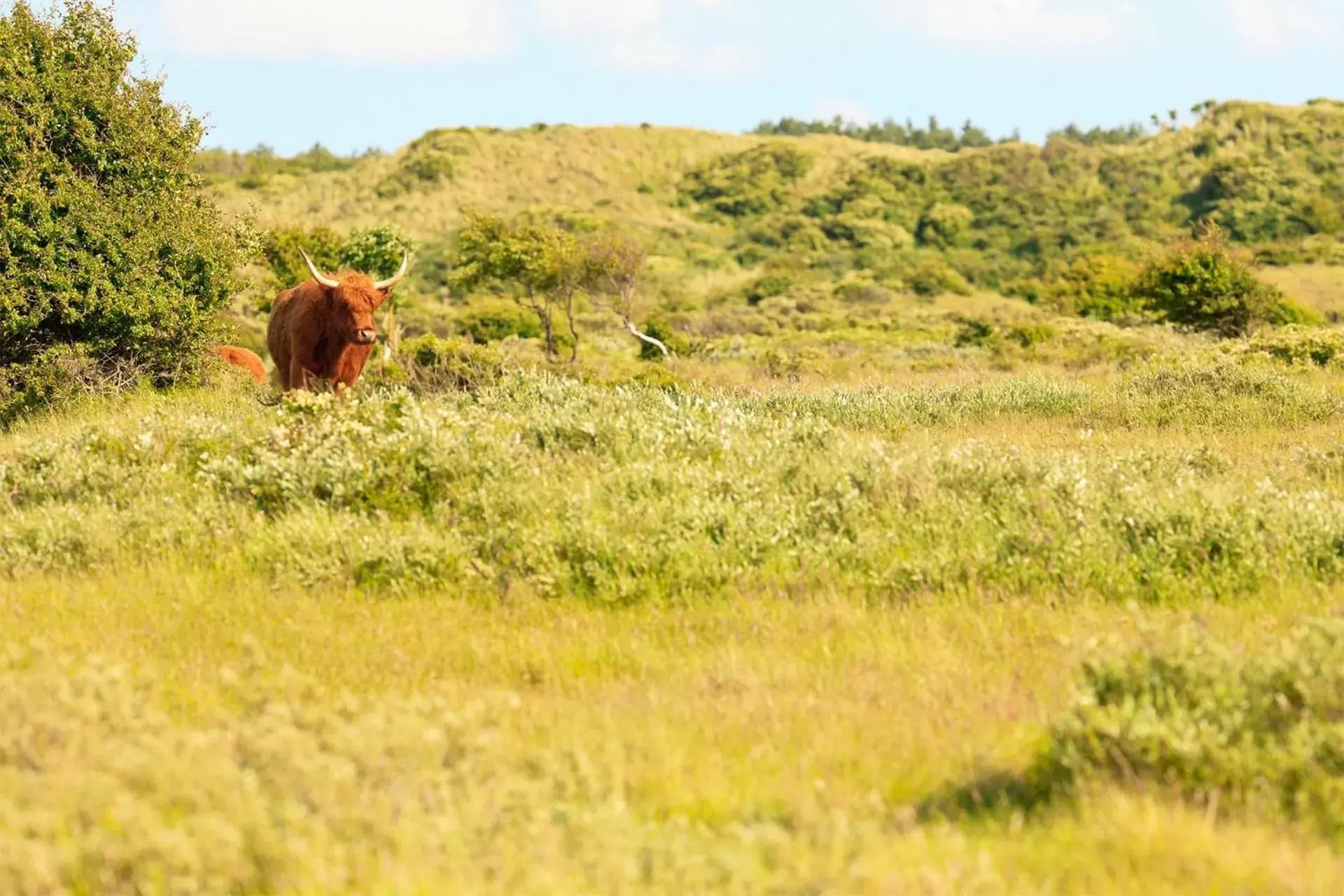 Natural landscape, Other Animals in Hotel Bleecker