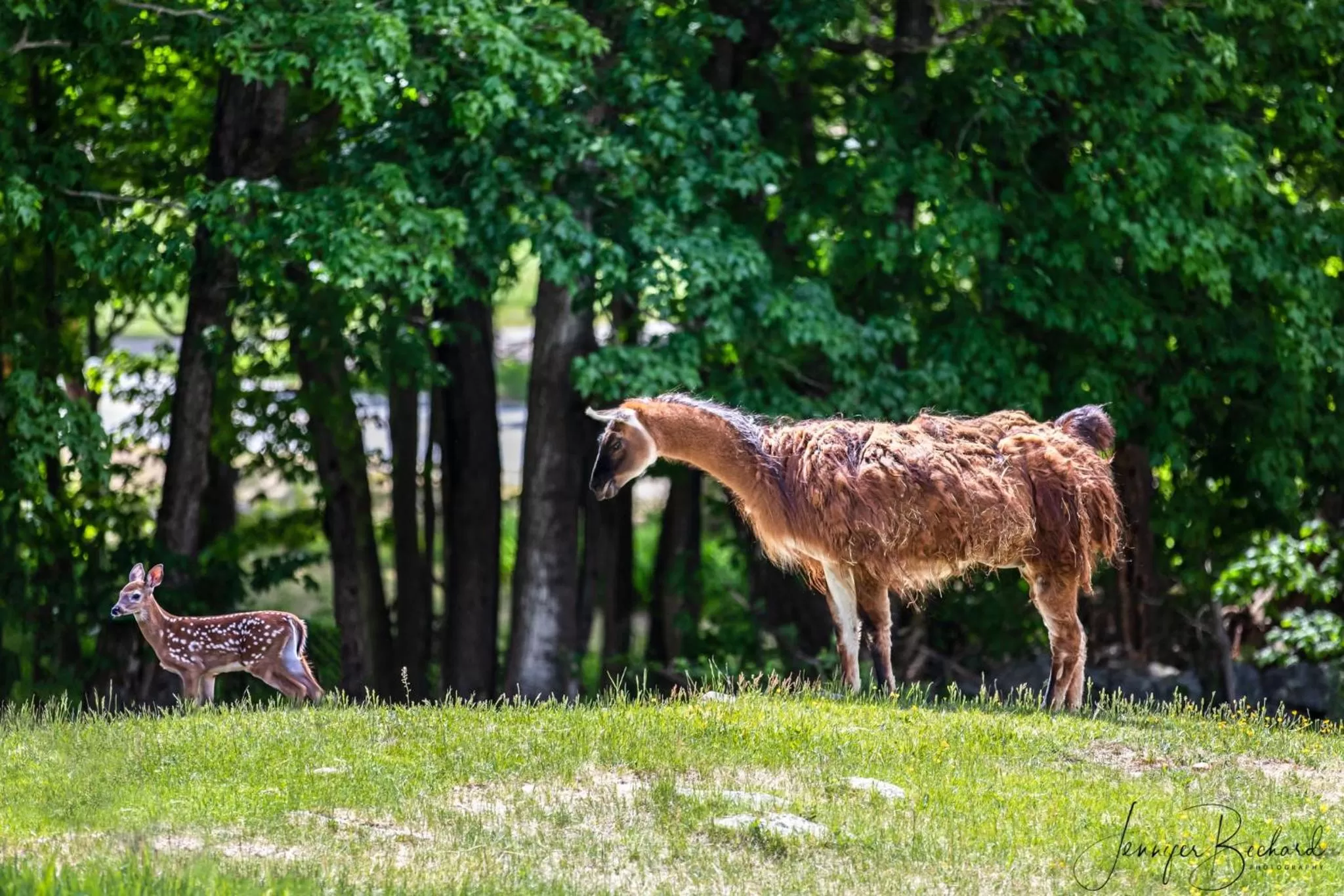 Natural landscape in Maple Hill Farm Inn