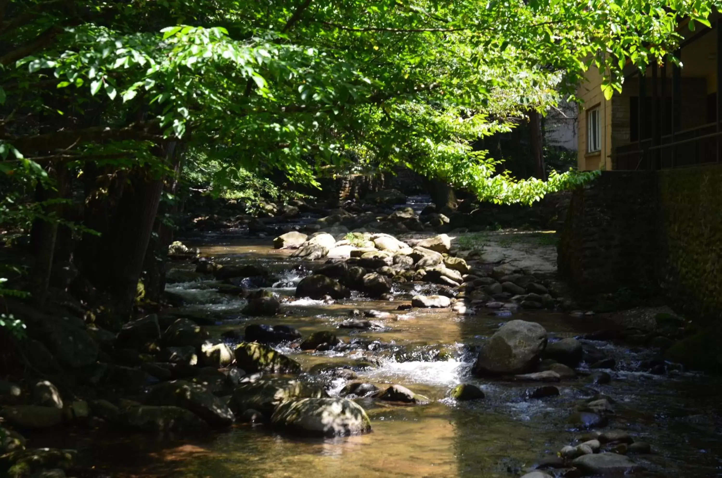 Natural landscape in Brookside Lodge