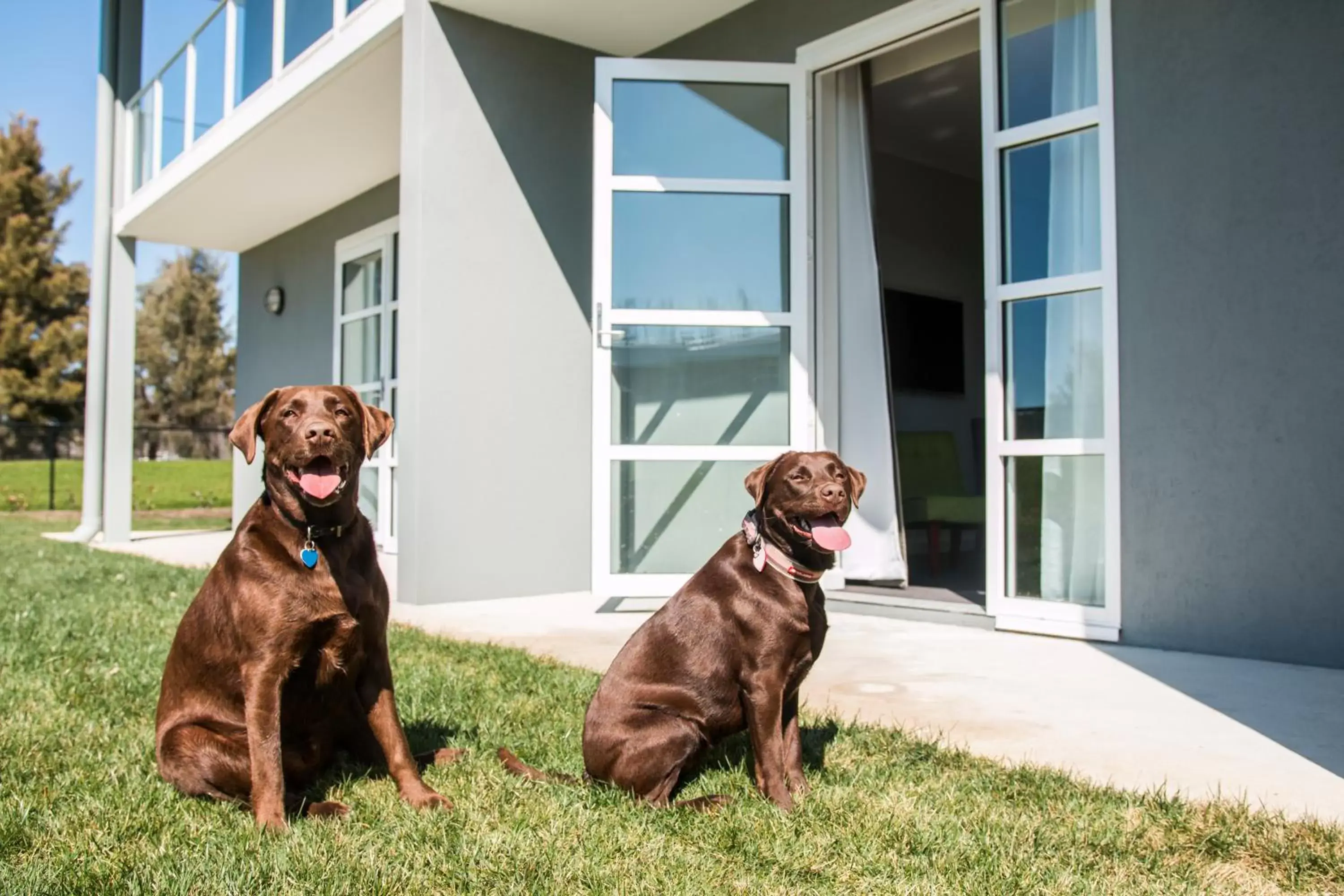 Patio, Pets in Abode Narrabundah