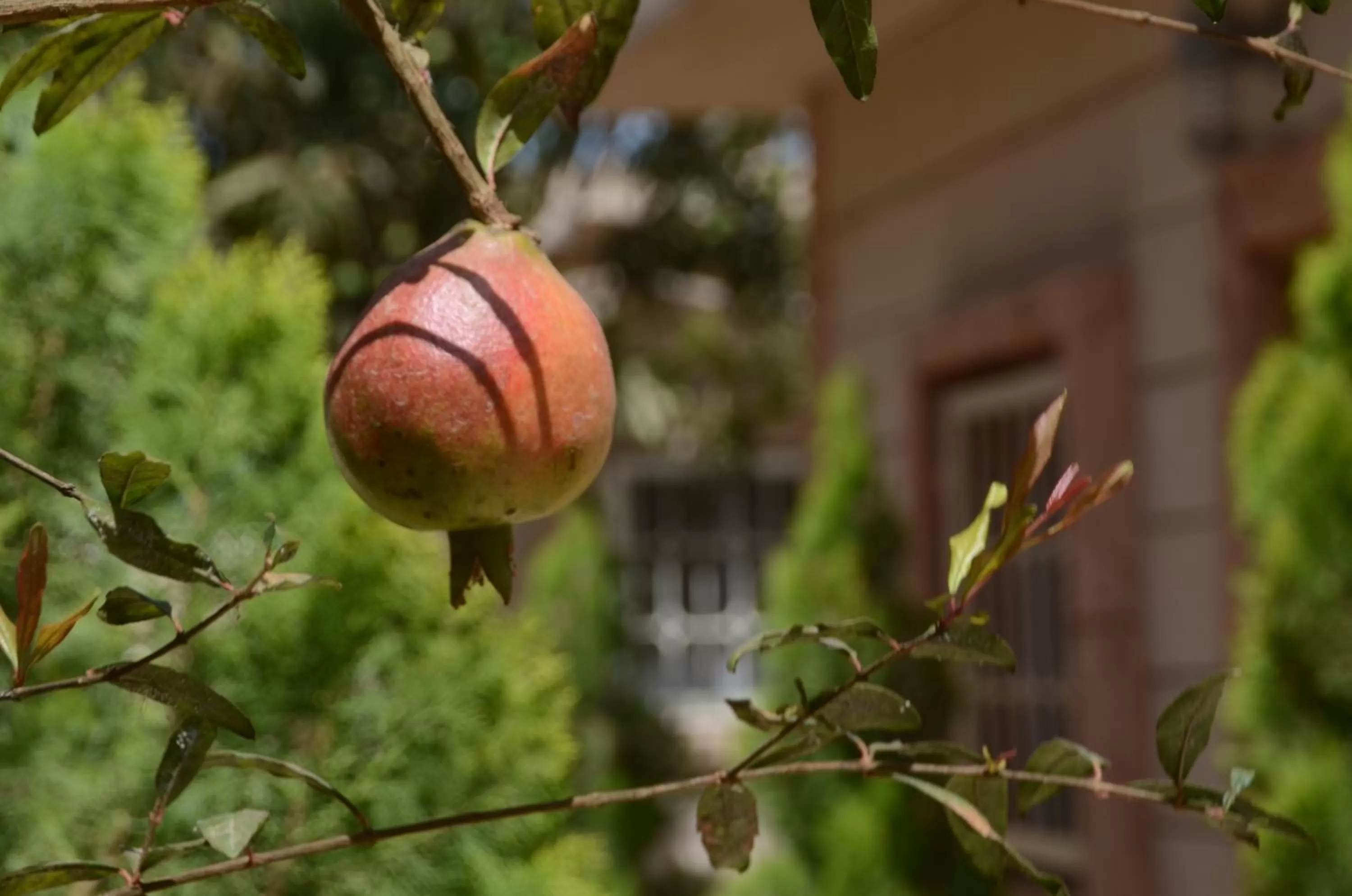 Other Animals in Hotel La Perle