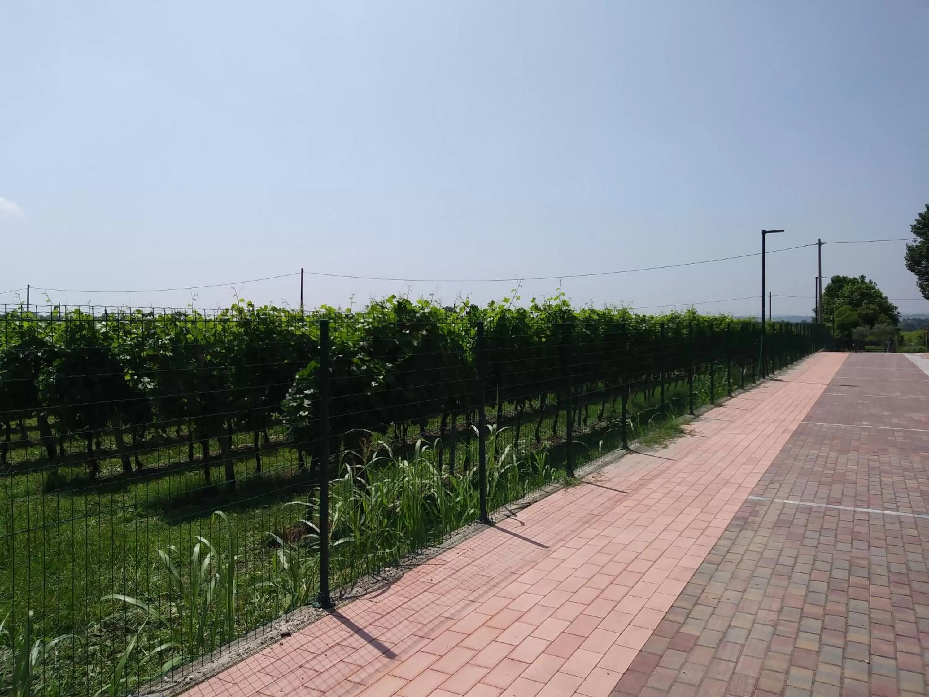 Bird's eye view in Stella del Garda