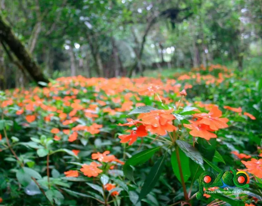 Garden in Posada Montaña del Quetzal