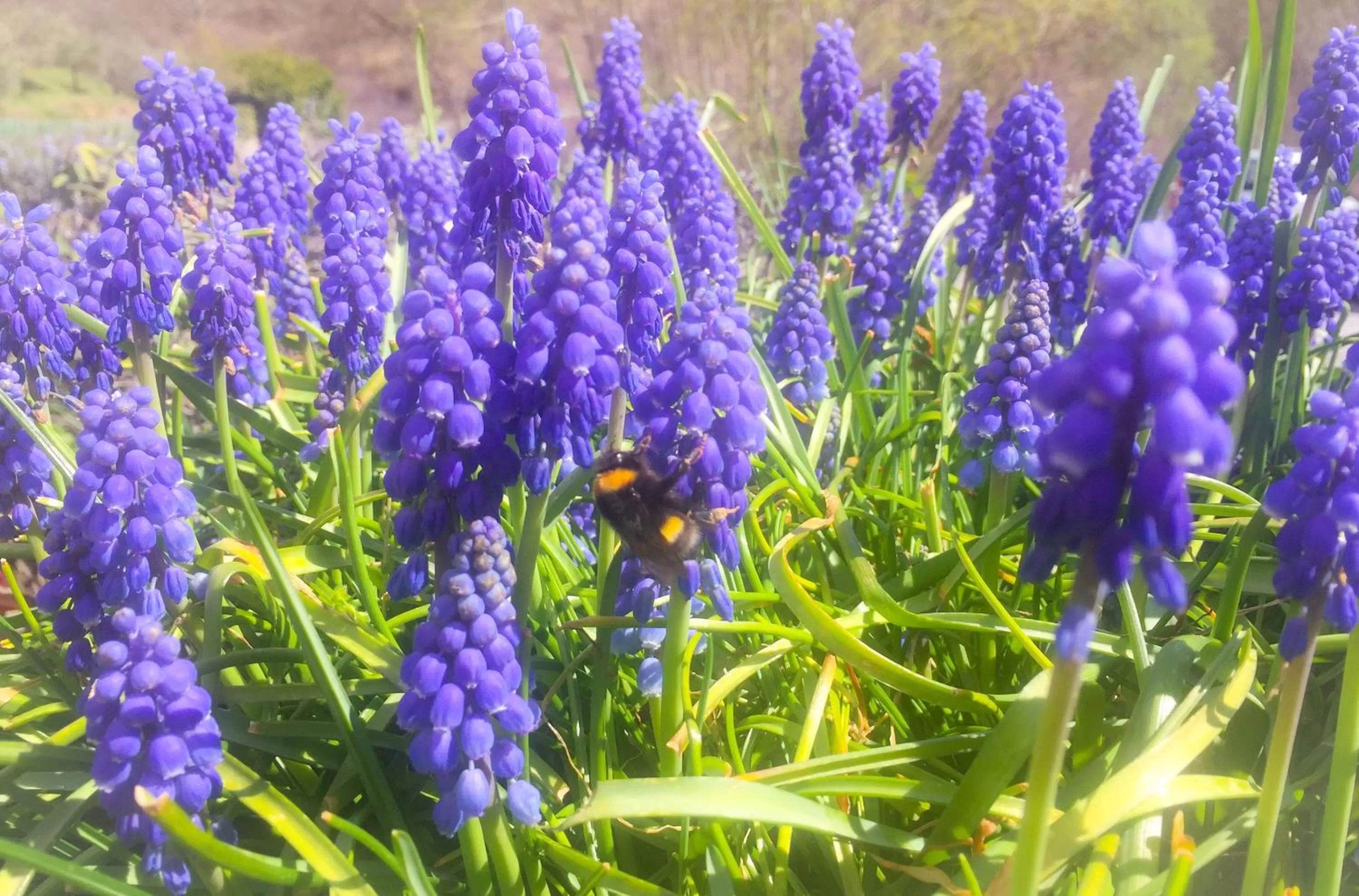 Garden in Le Pinette